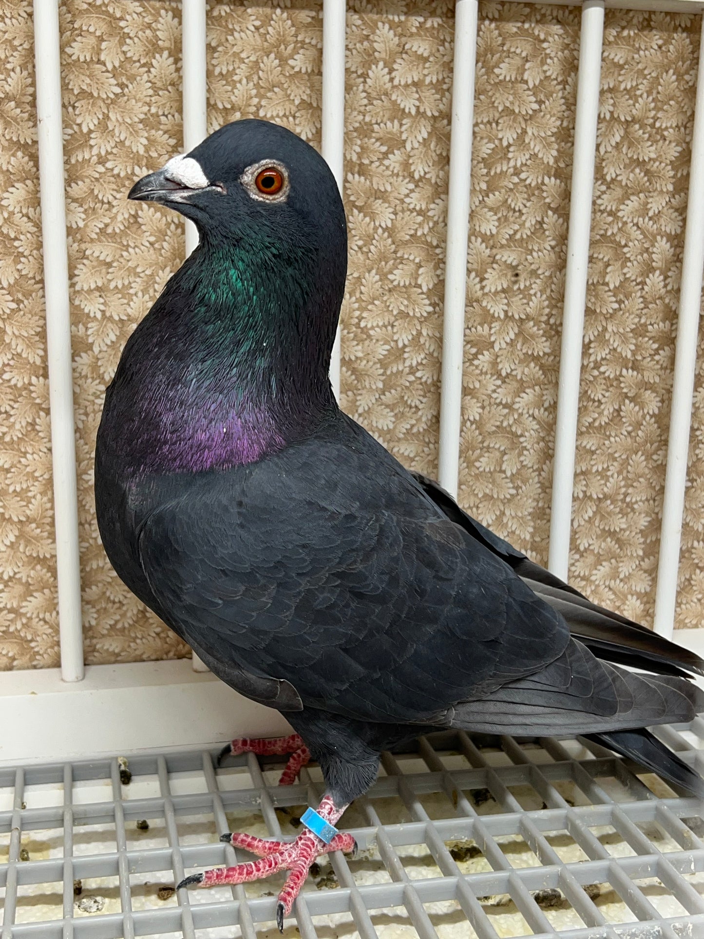 Black Eagle Pigeon "99144" Cock