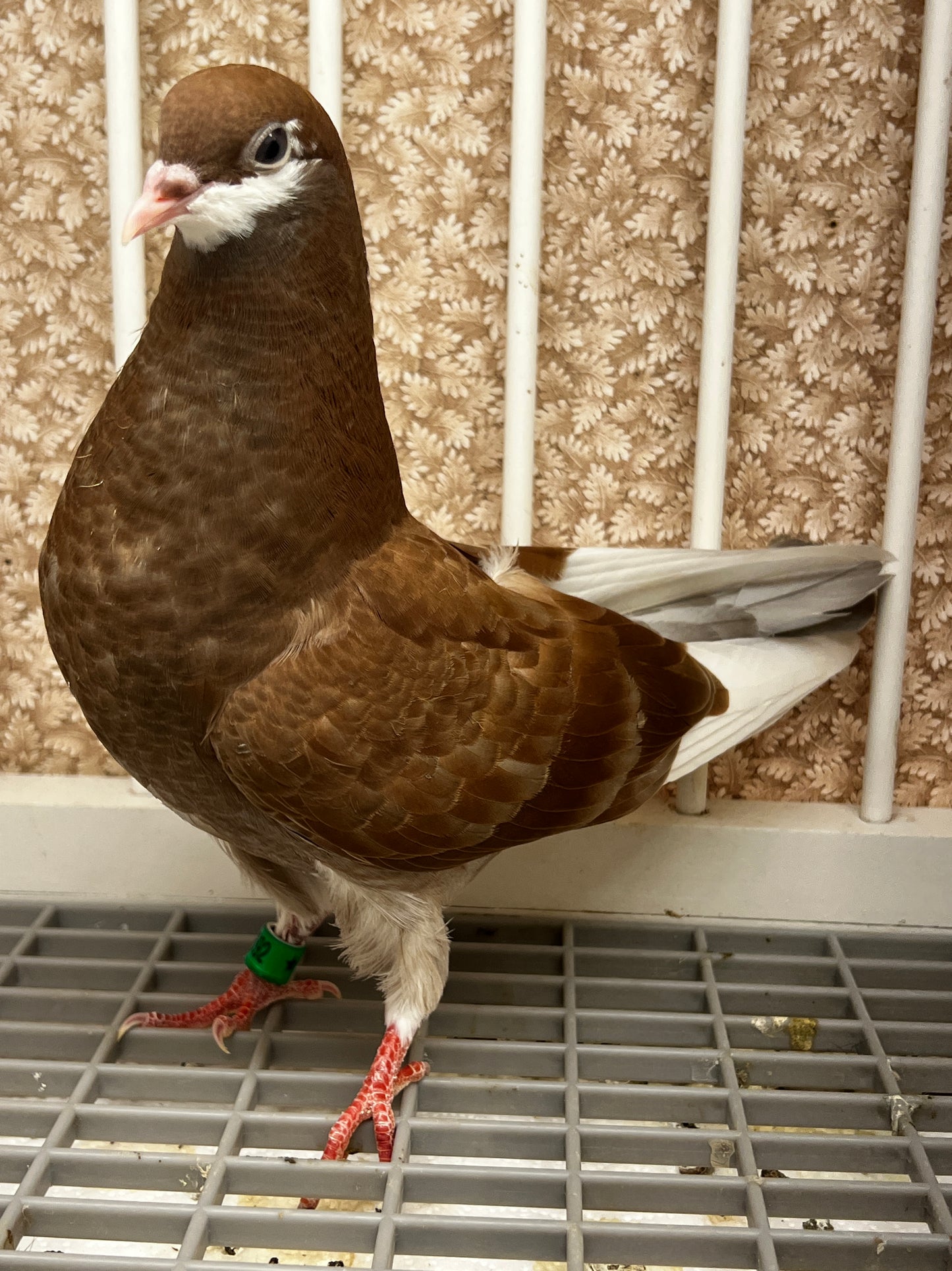 2026 Birmingham Roller Pigeon (8692)