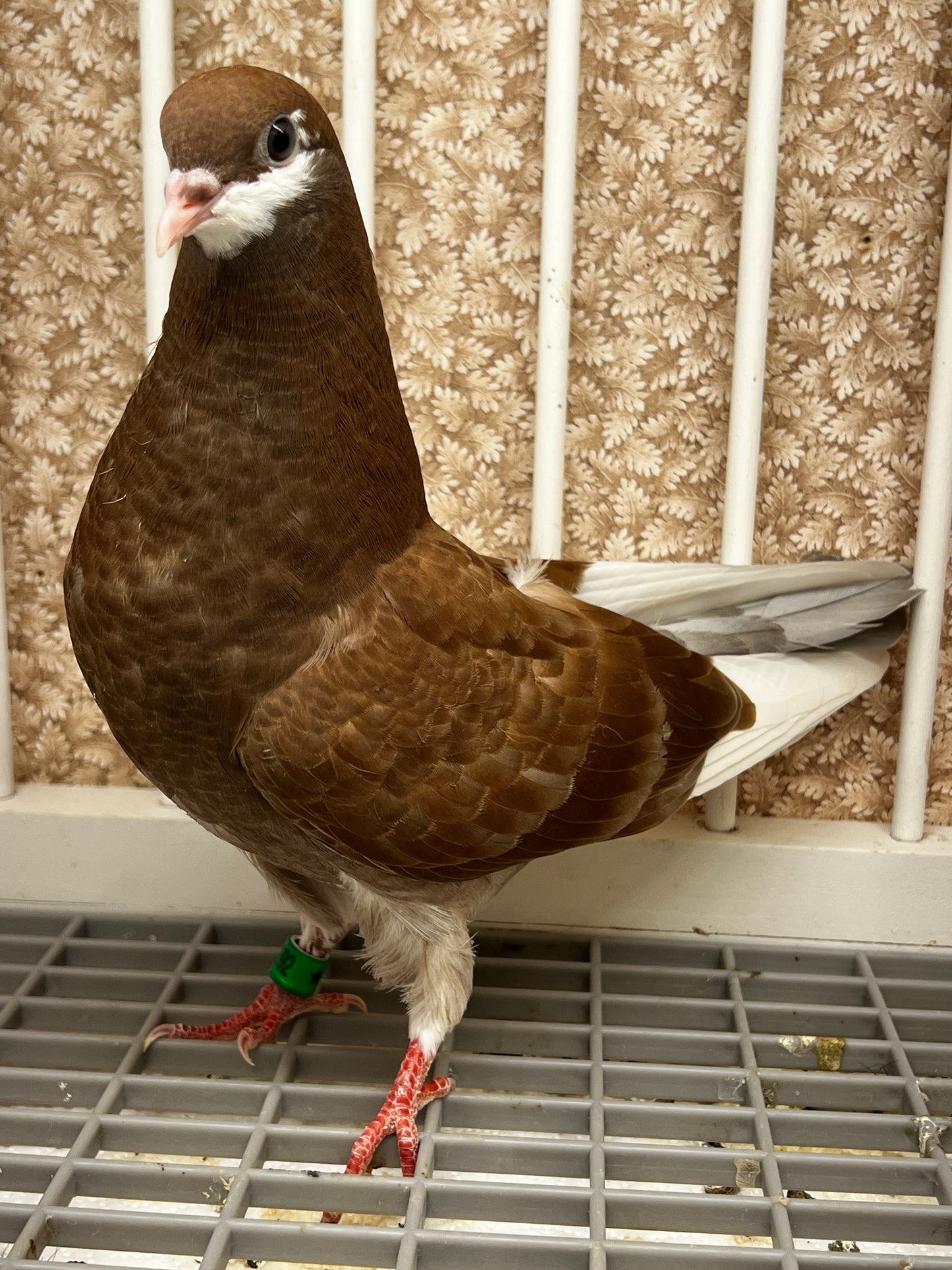 2026 Birmingham Roller Pigeon (8692)