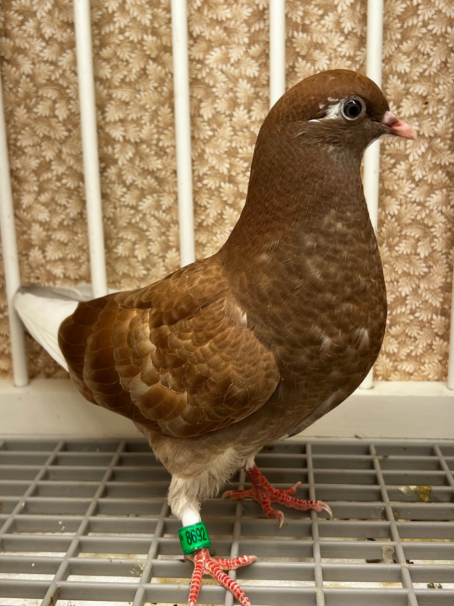2026 Birmingham Roller Pigeon (8692)