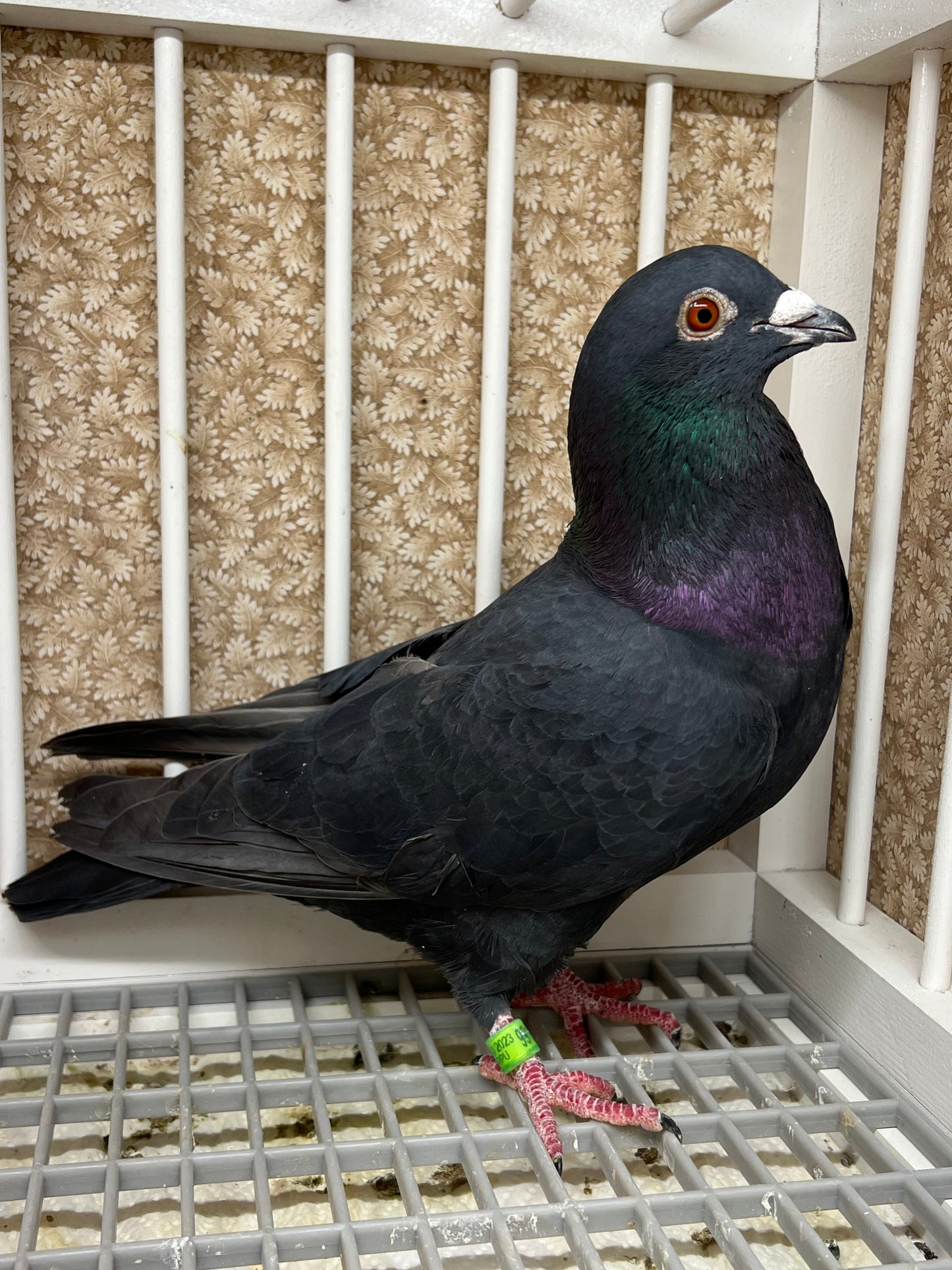 Black Eagle Pigeon "99144" Cock