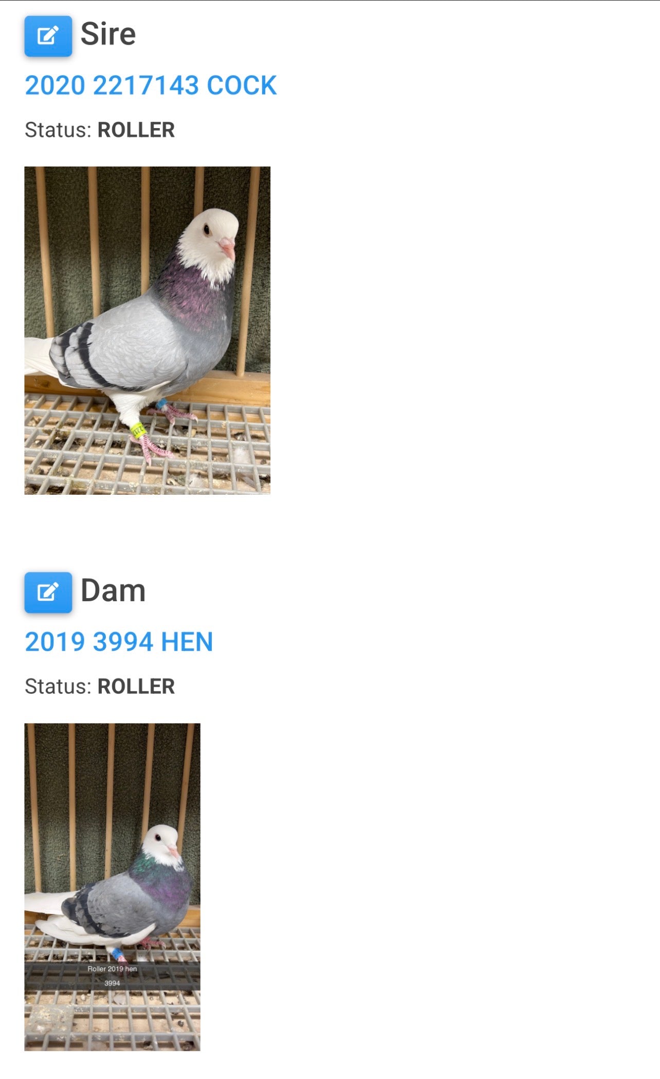 2026 Birmingham Roller Pigeon (8671)
