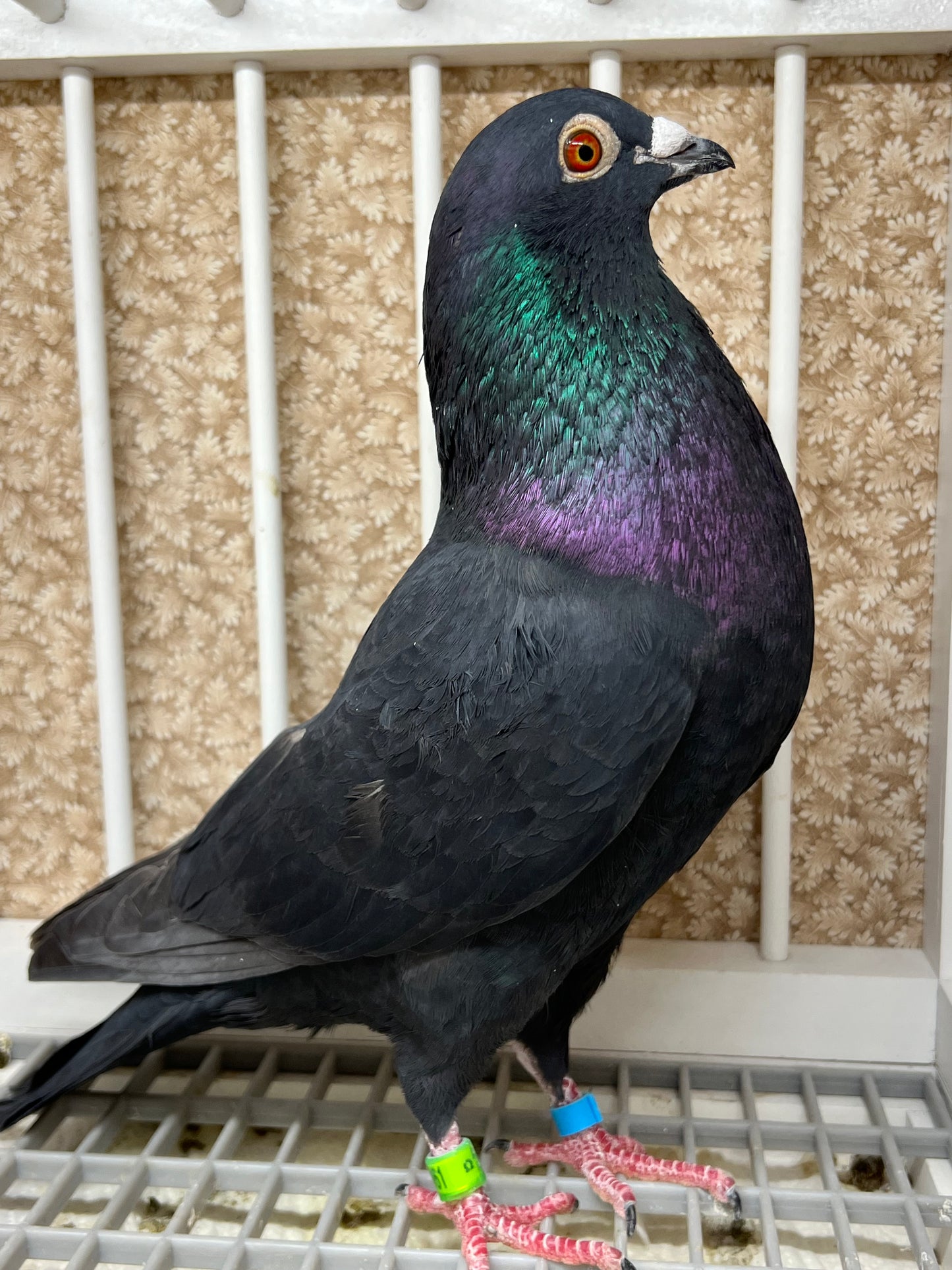 Black Eagle Pigeon "99161" Cock