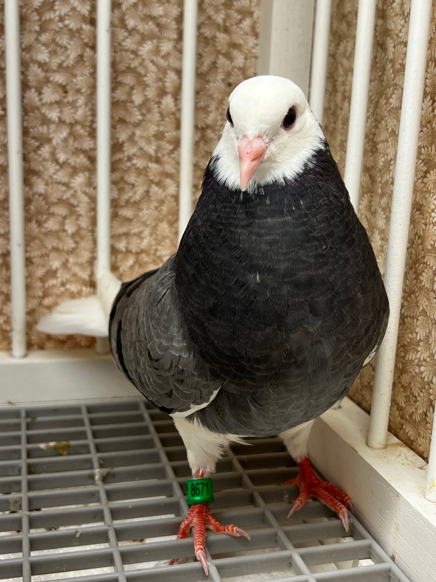 2026 Birmingham Roller Pigeon (8671)