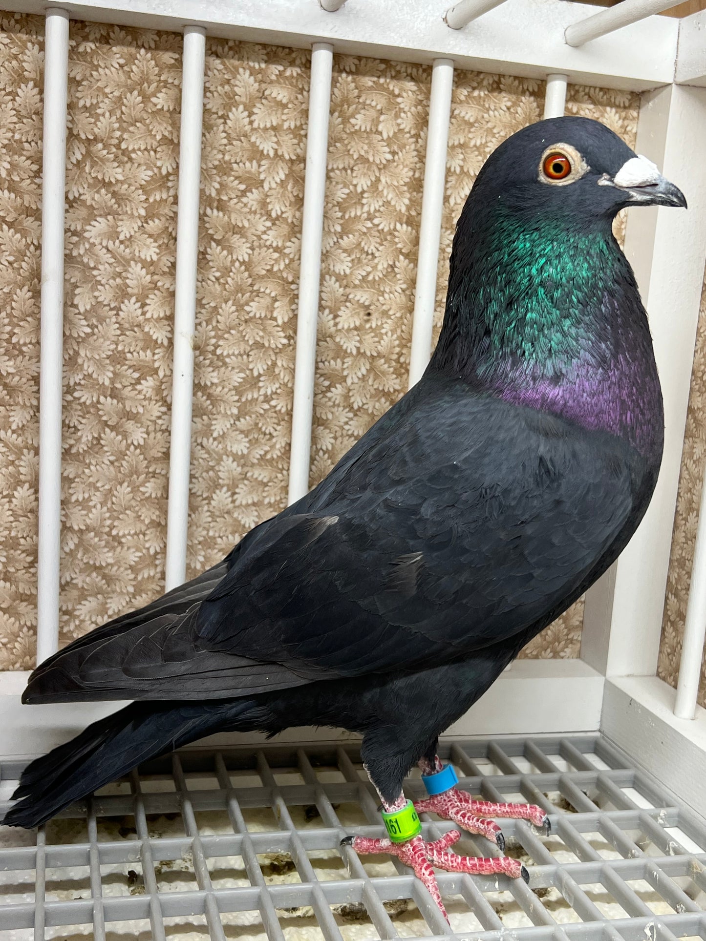 Black Eagle Pigeon "99161" Cock