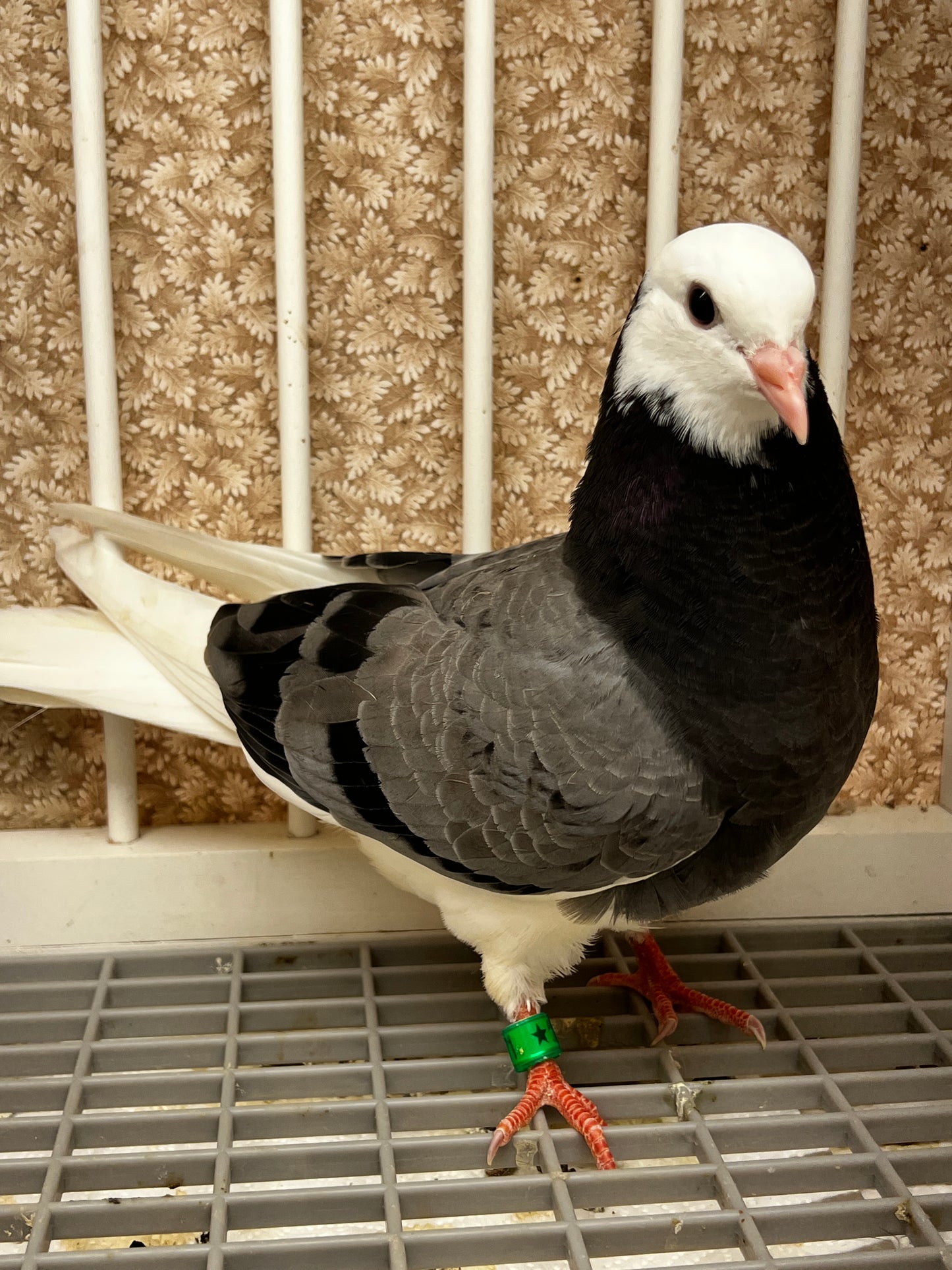 2026 Birmingham Roller Pigeon (8671)
