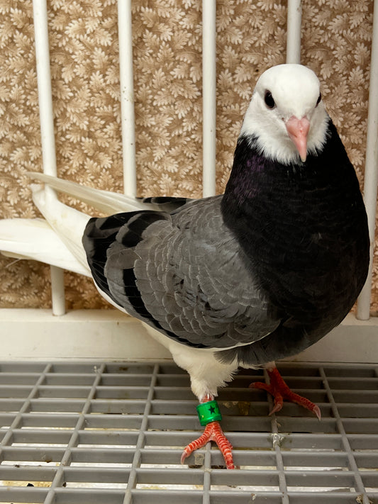 2026 Birmingham Roller Pigeon (8671)