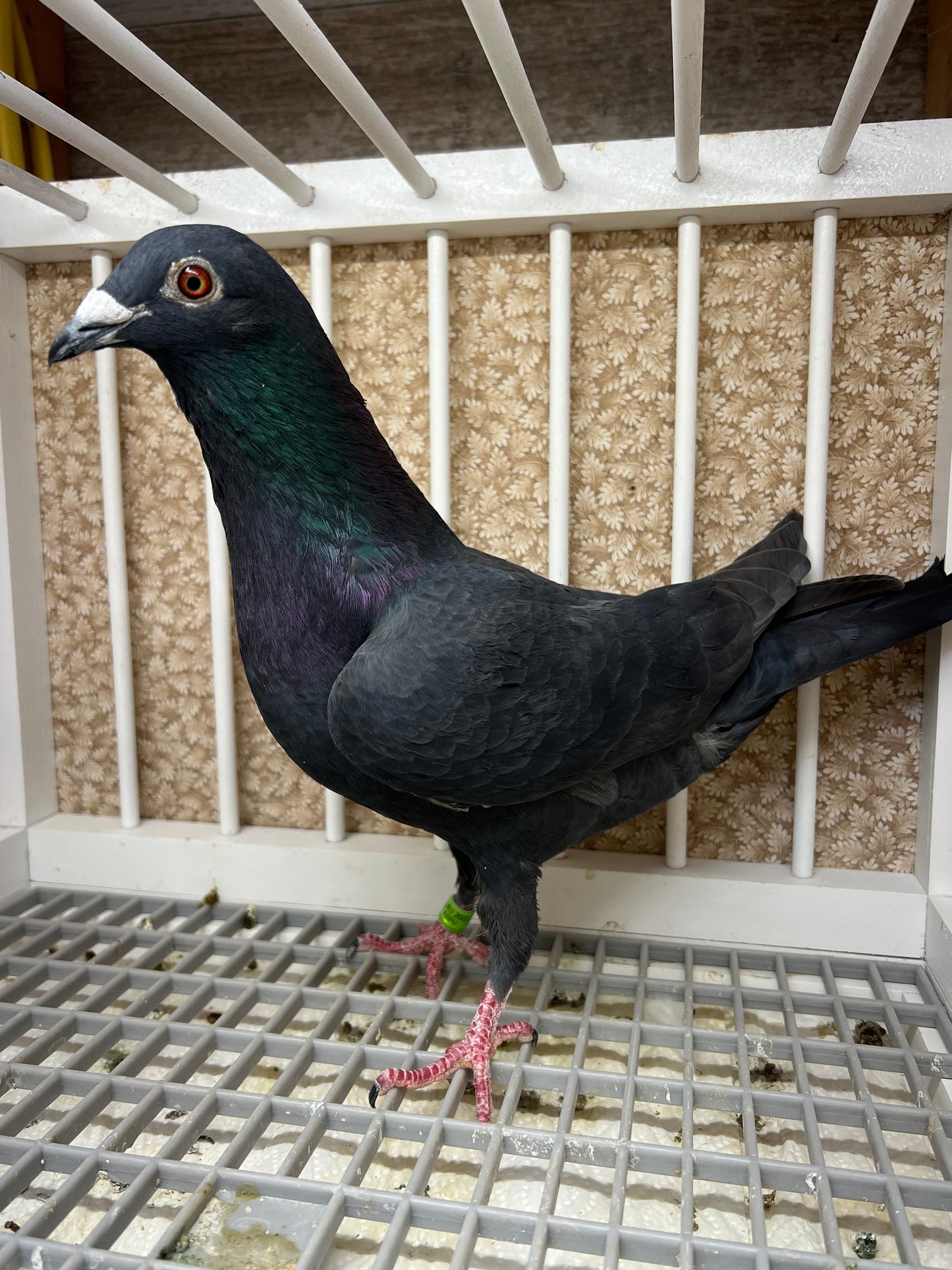 Black Eagle Pigeon "99193" Hen