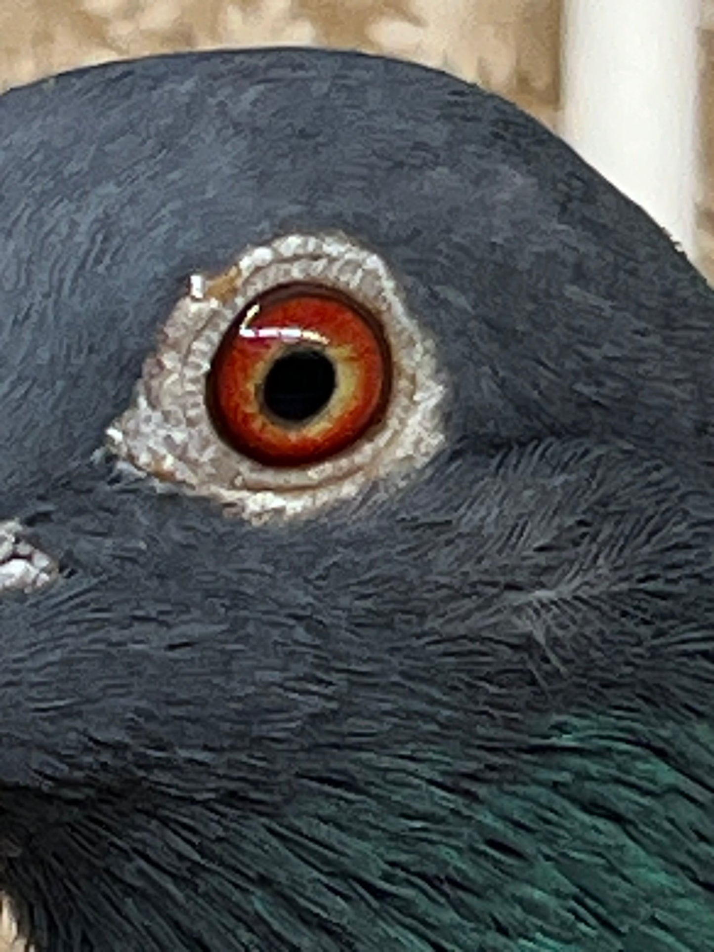 Black Eagle Pigeon "99193" Hen
