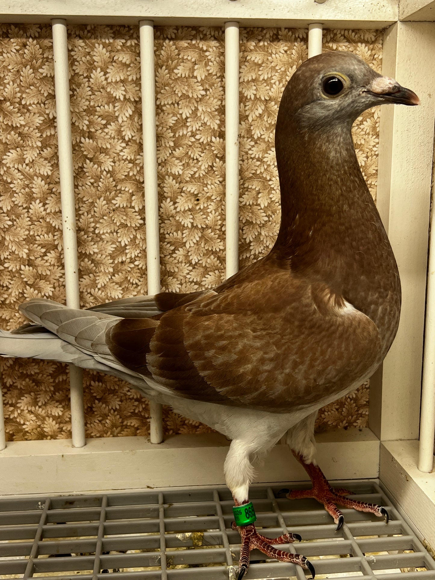 2025 Racing pigeon (8659)