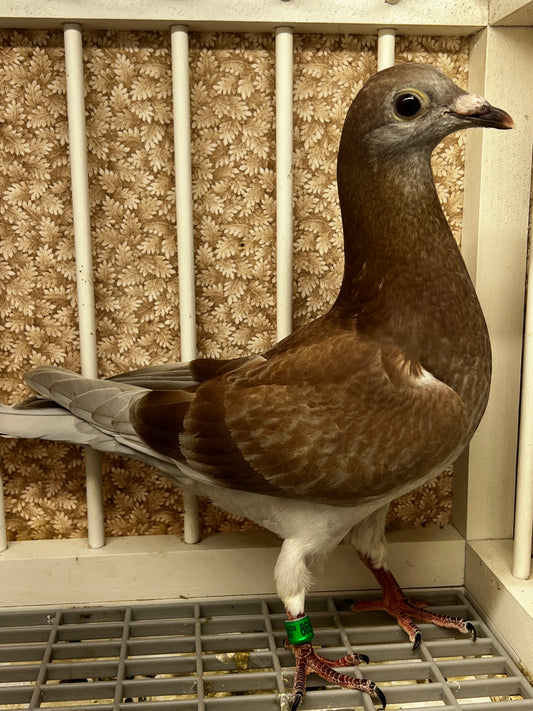 2025 Racing pigeon (8659)