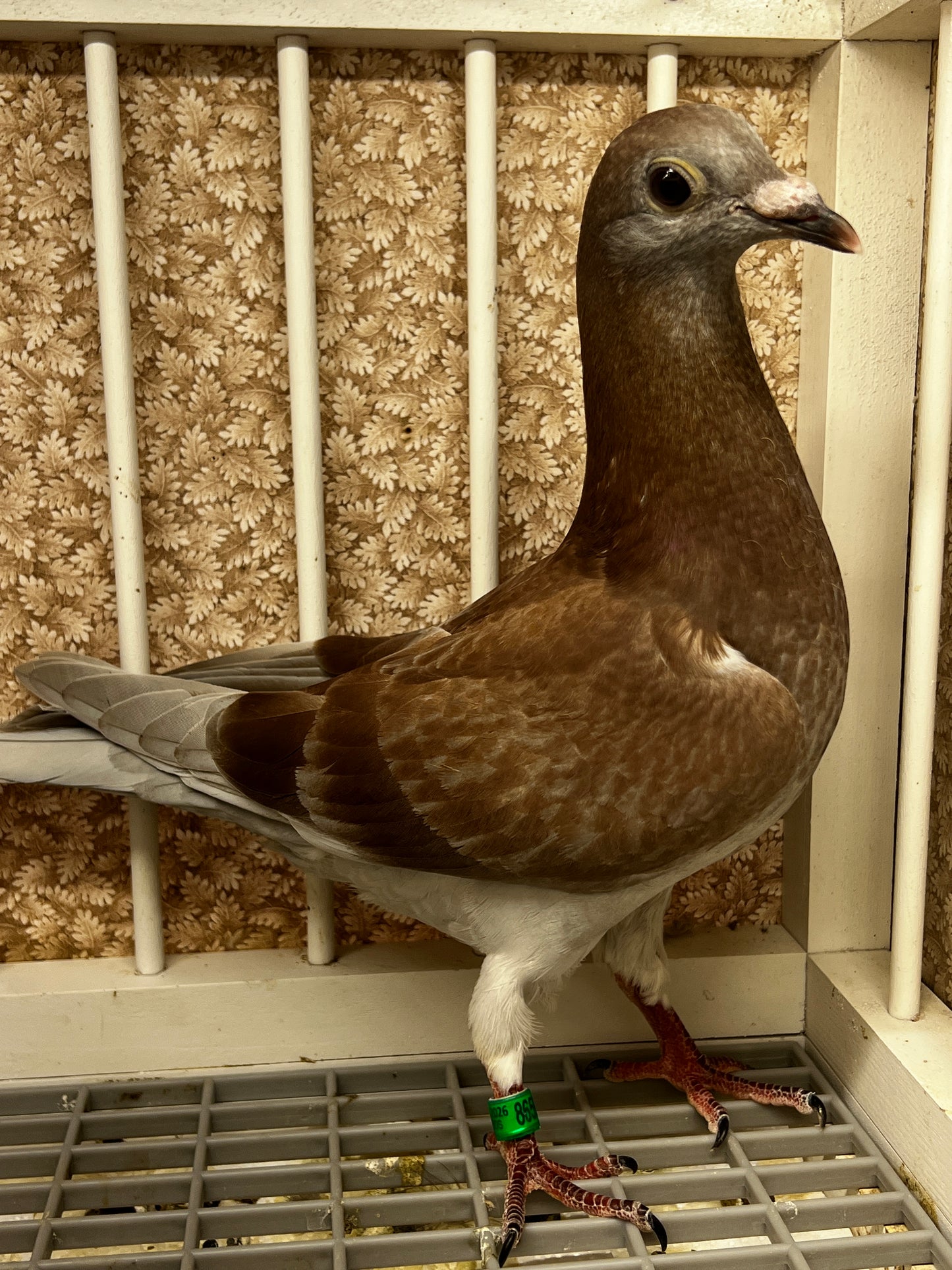2025 Racing pigeon (8659)