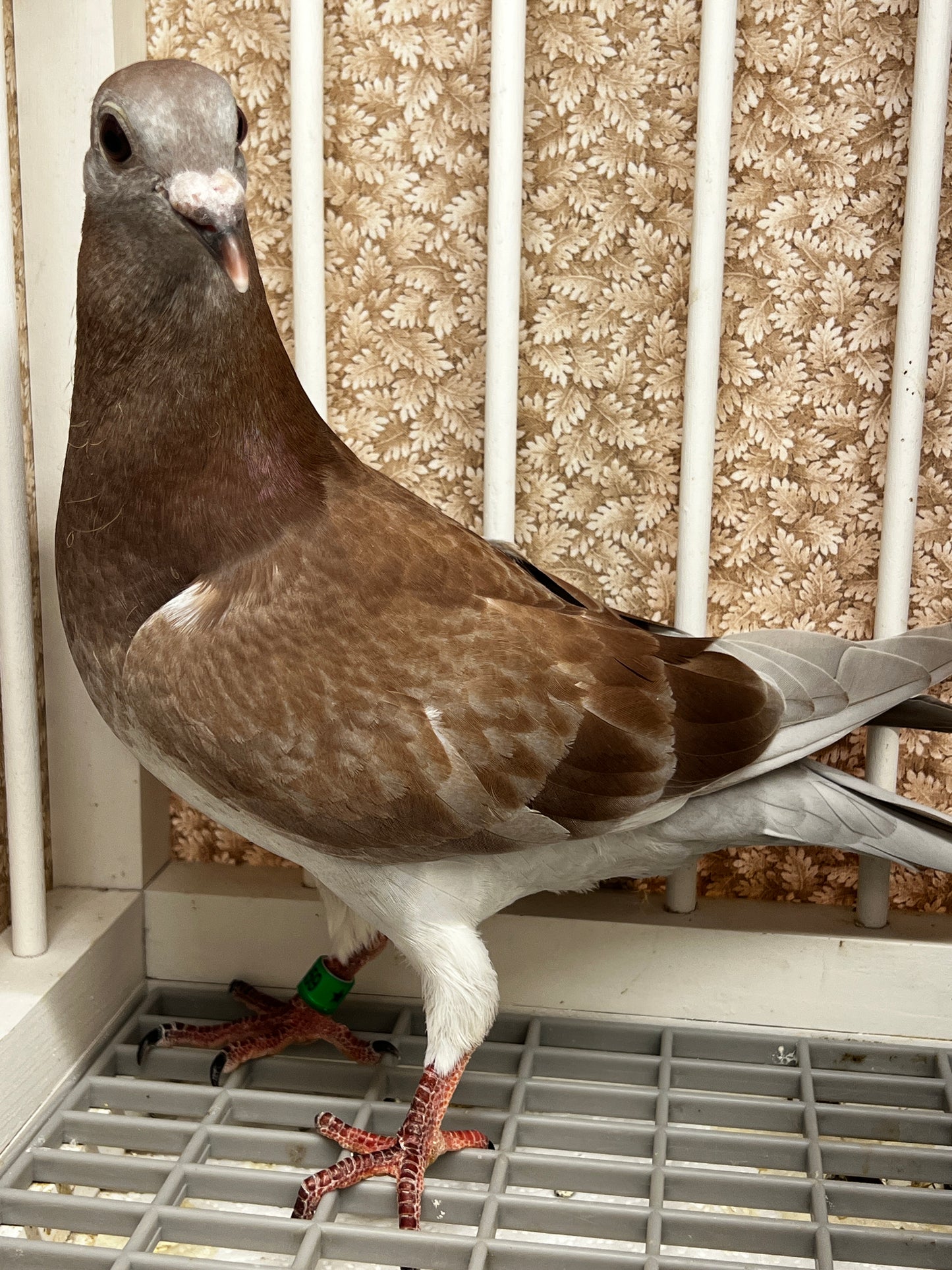 2025 Racing pigeon (8659)