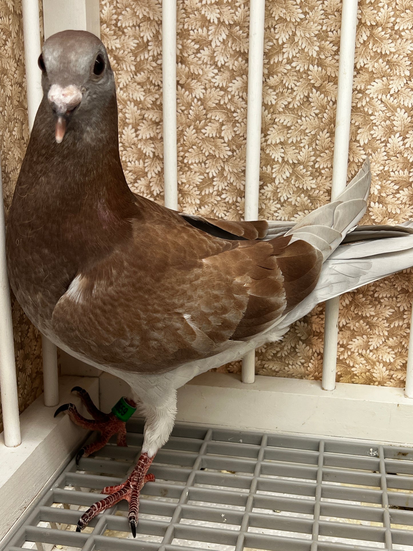 2025 Racing pigeon (8659)