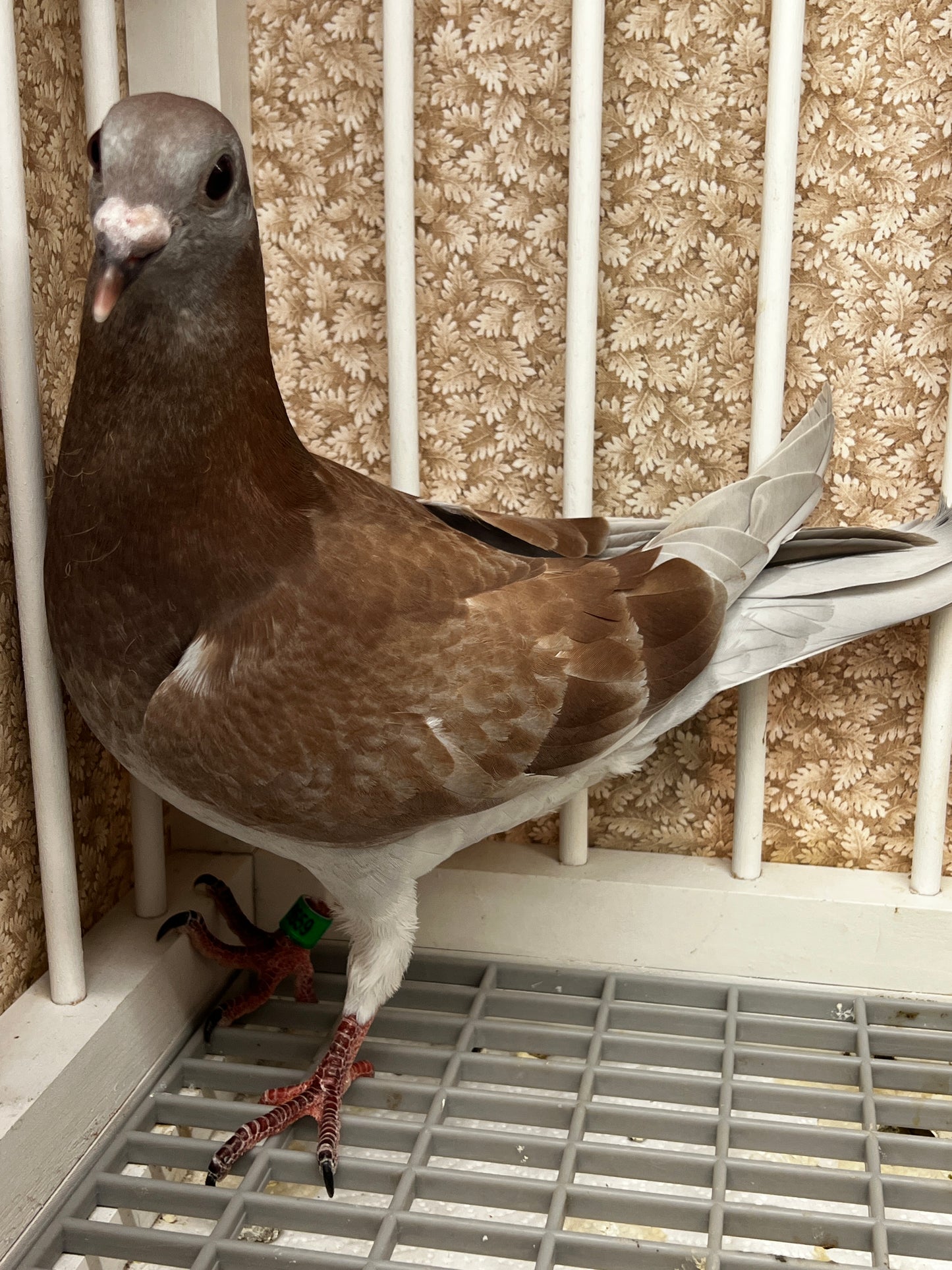 2025 Racing pigeon (8659)