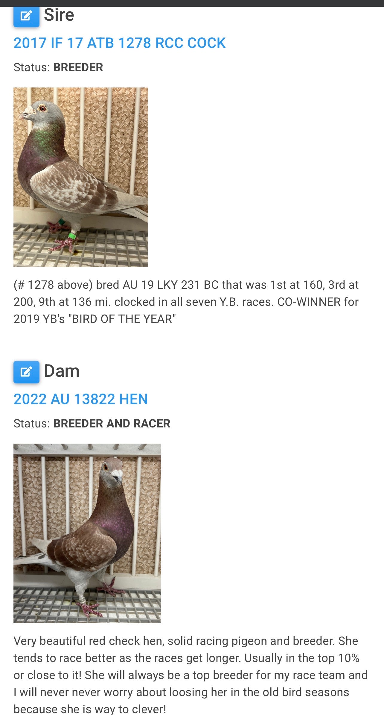 2025 Racing pigeon (8659)