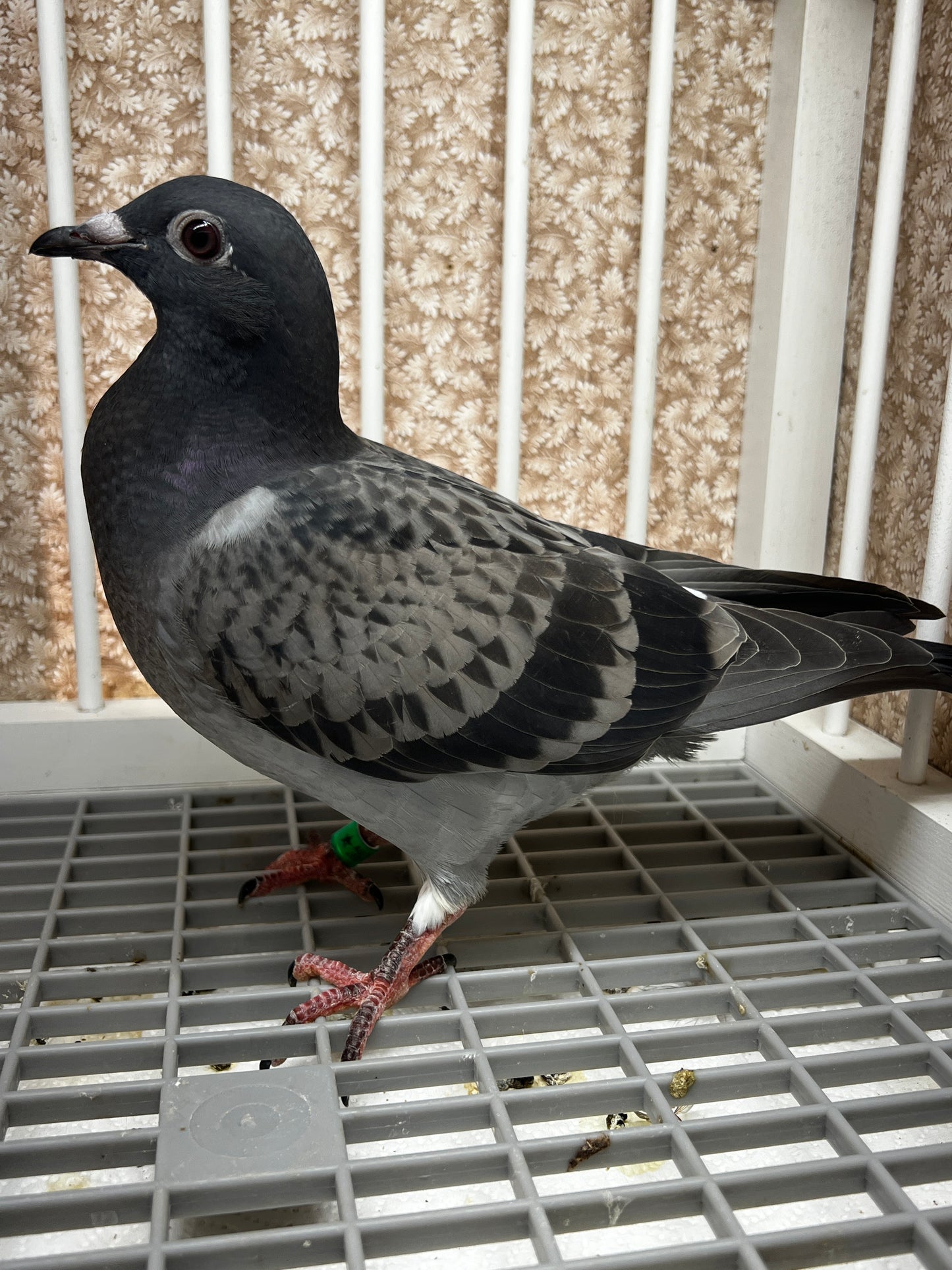 Racing Pigeon (8669)