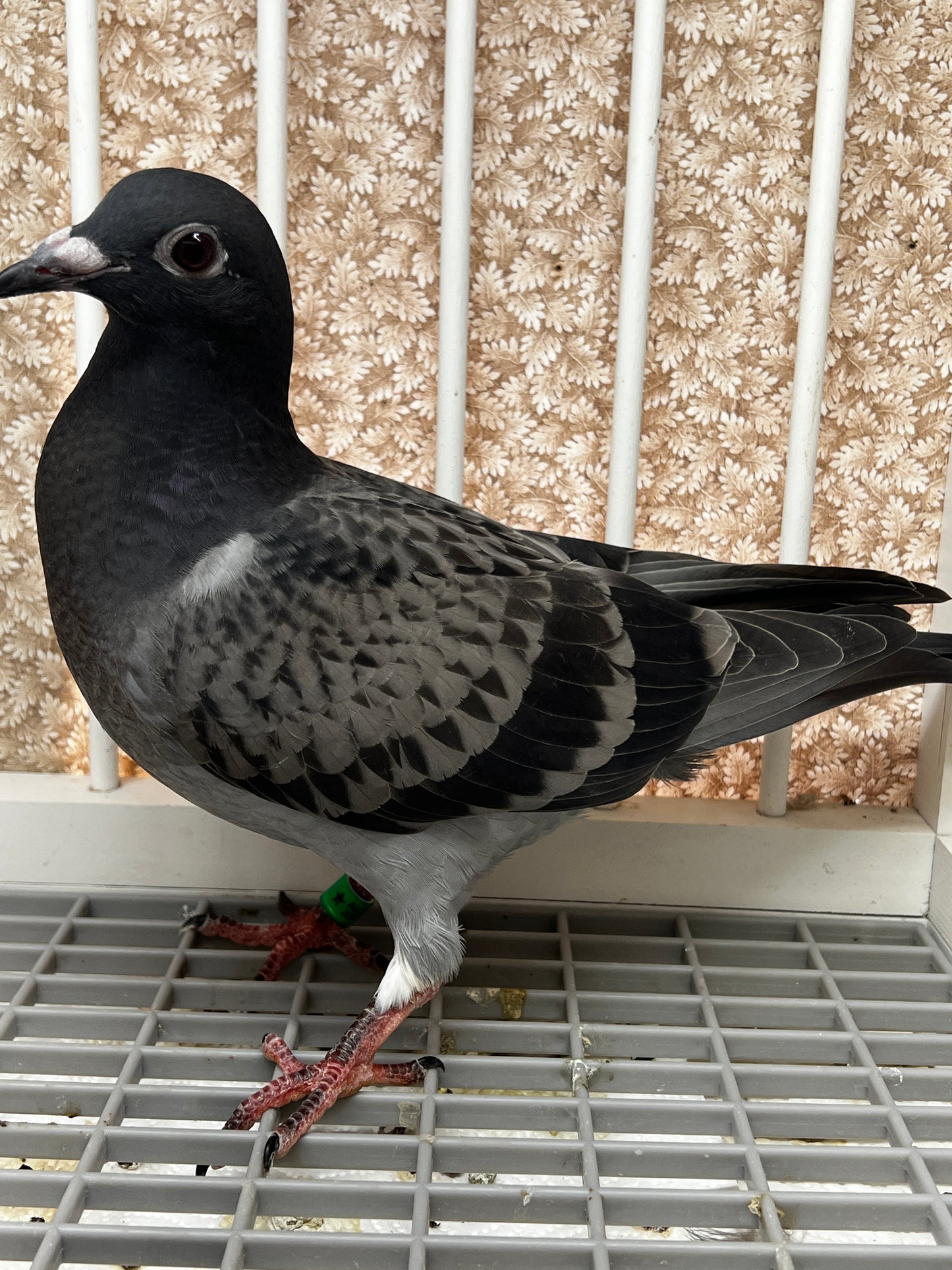 Racing Pigeon (8669)