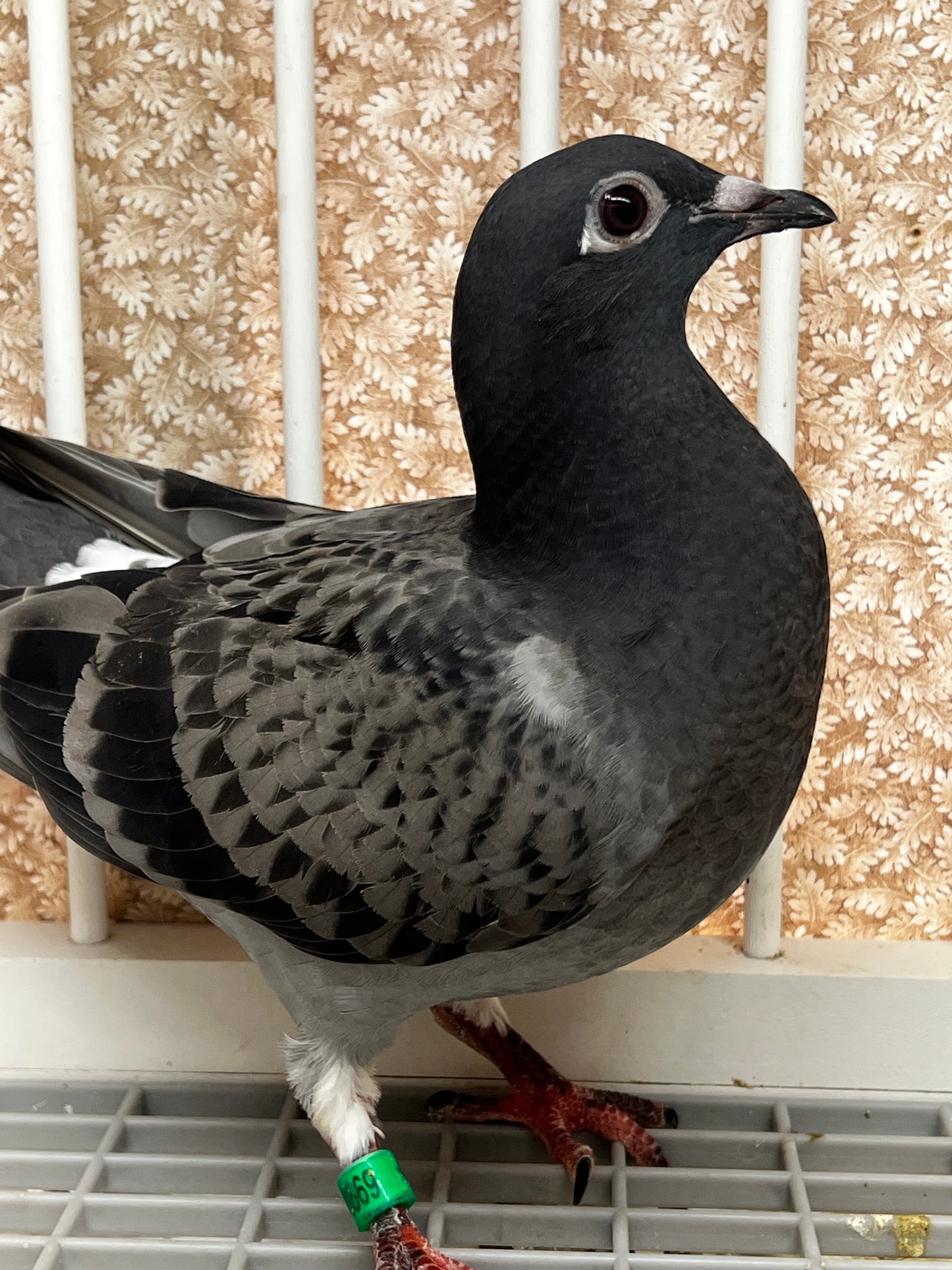 Racing Pigeon (8669)