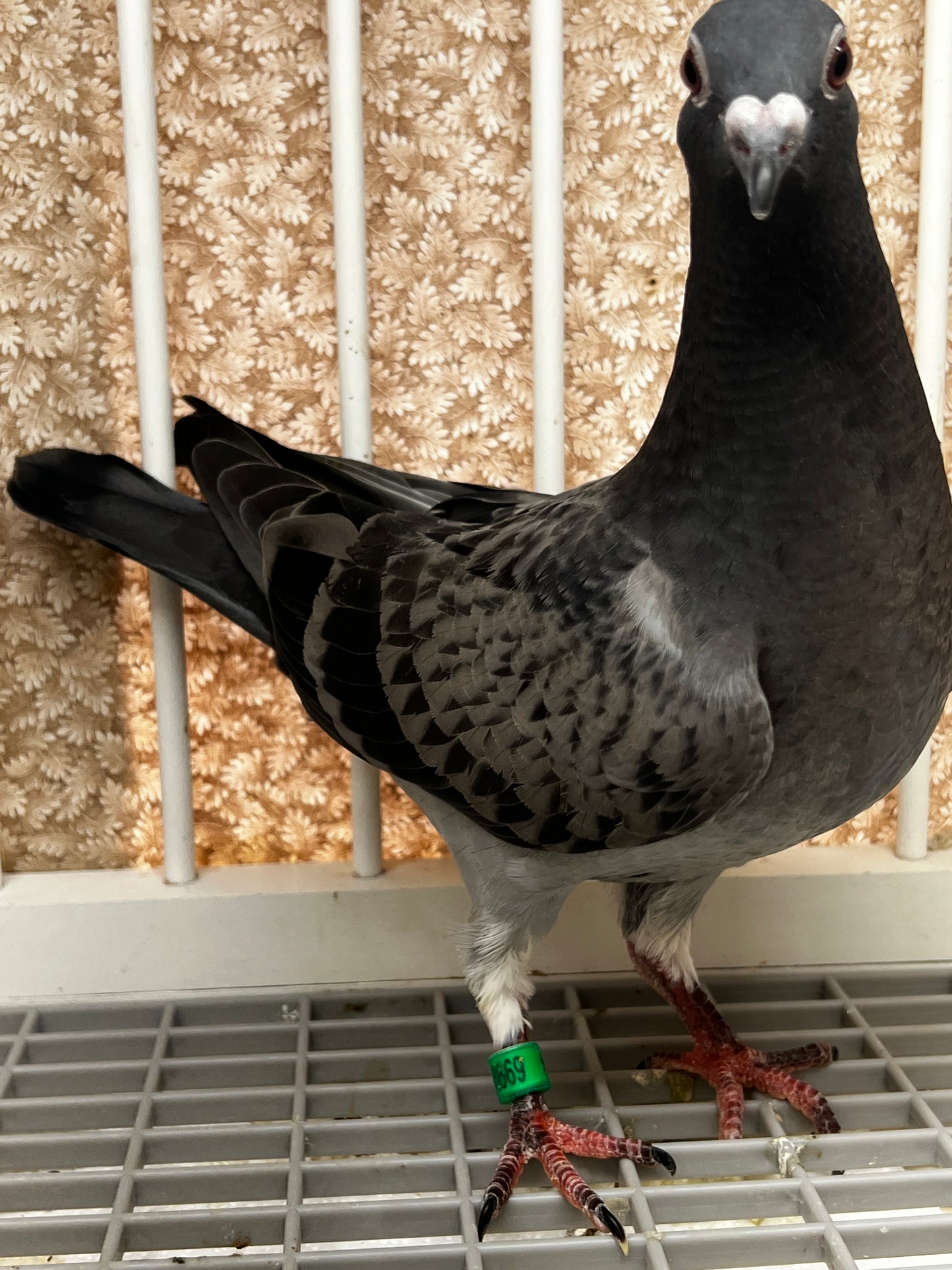 Racing Pigeon (8669)