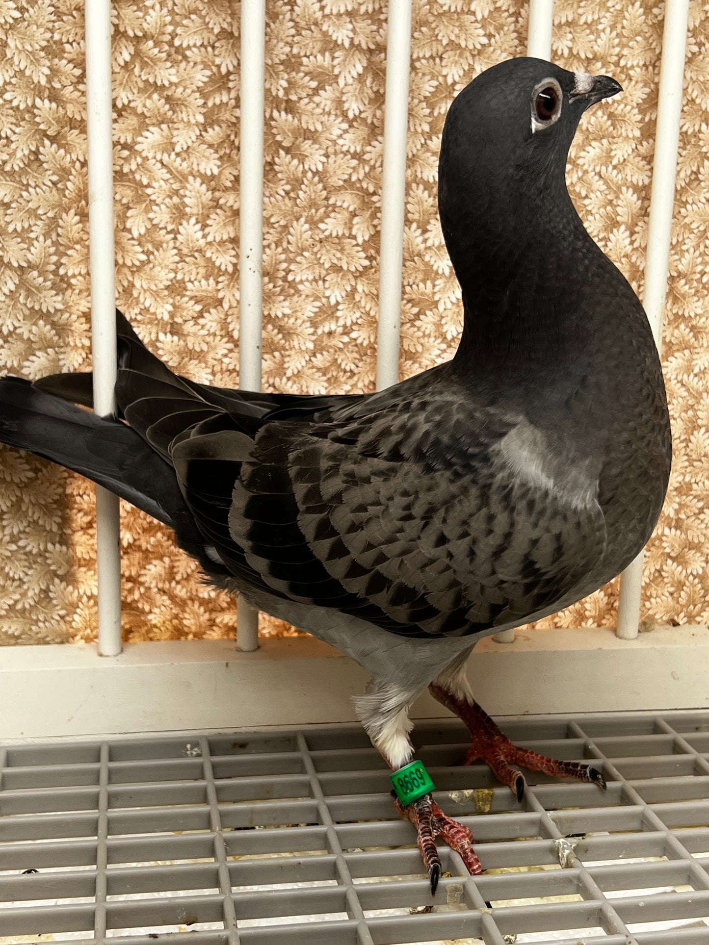 Racing Pigeon (8669)