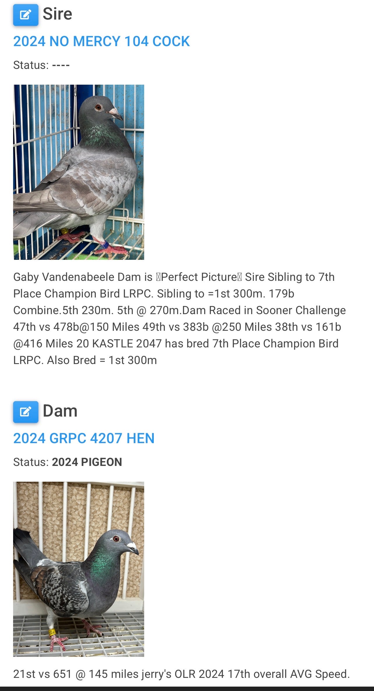 Racing Pigeon (8669)