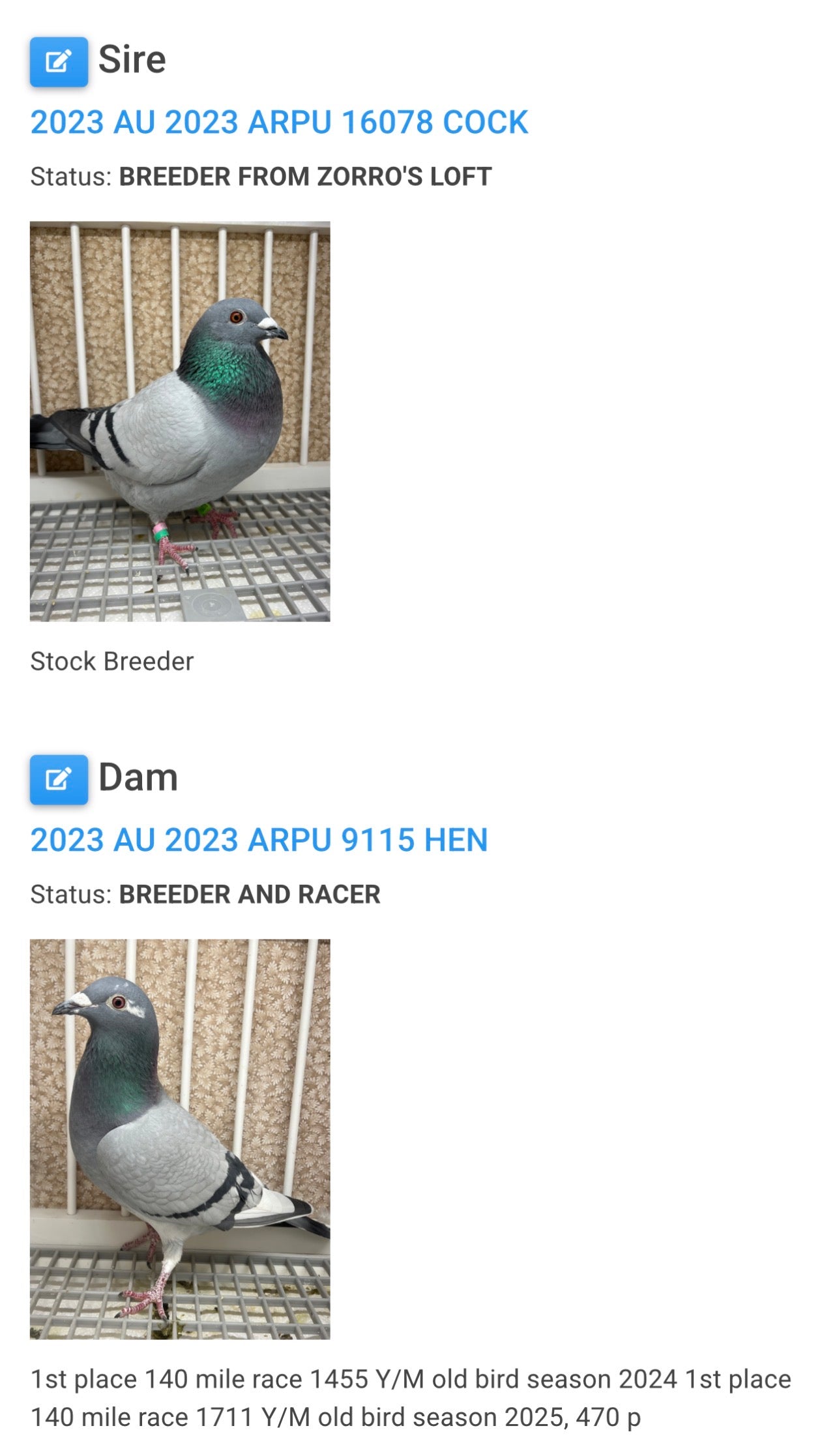 Racing Pigeon (8666)