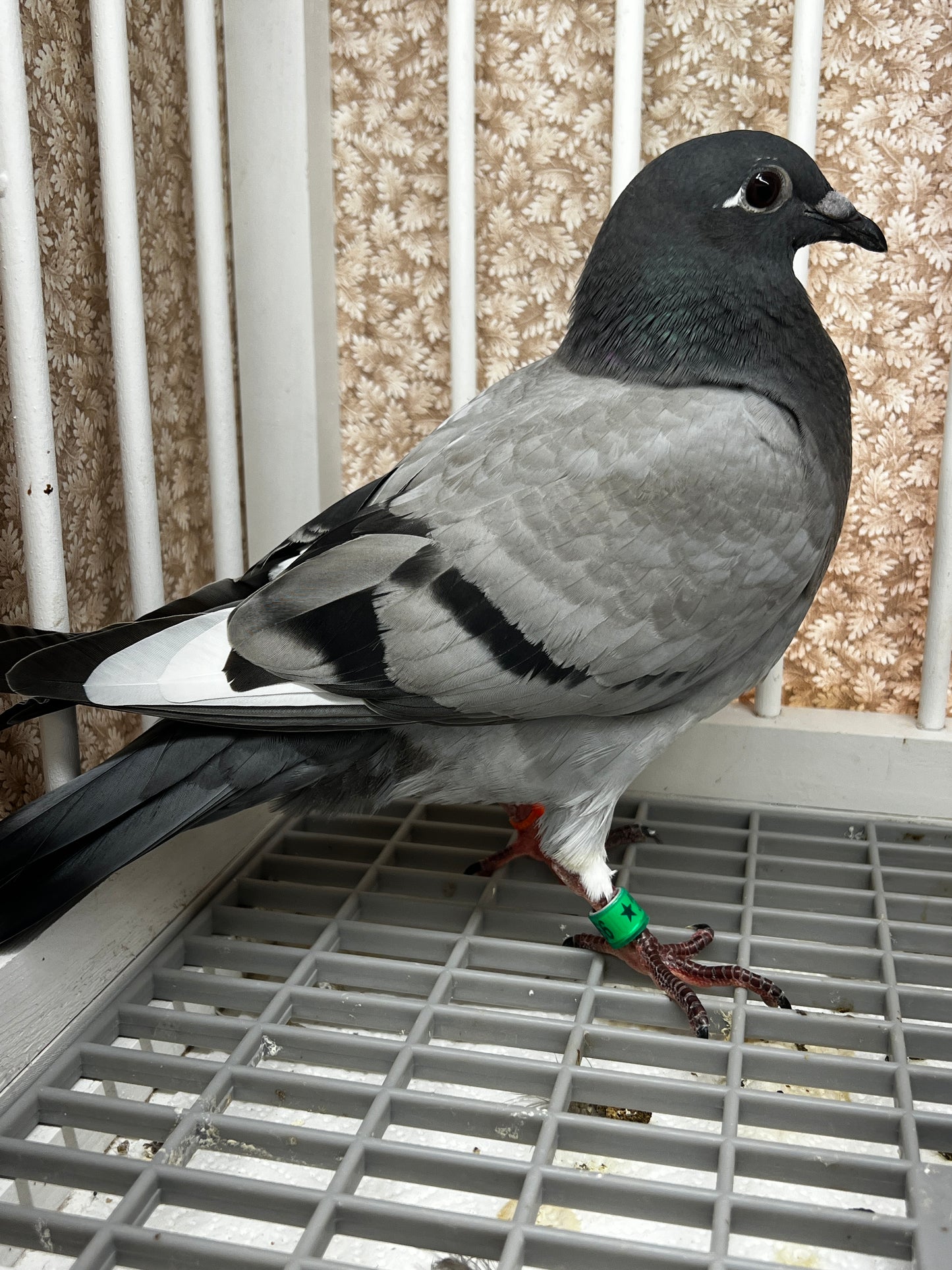 Racing Pigeon (8666)