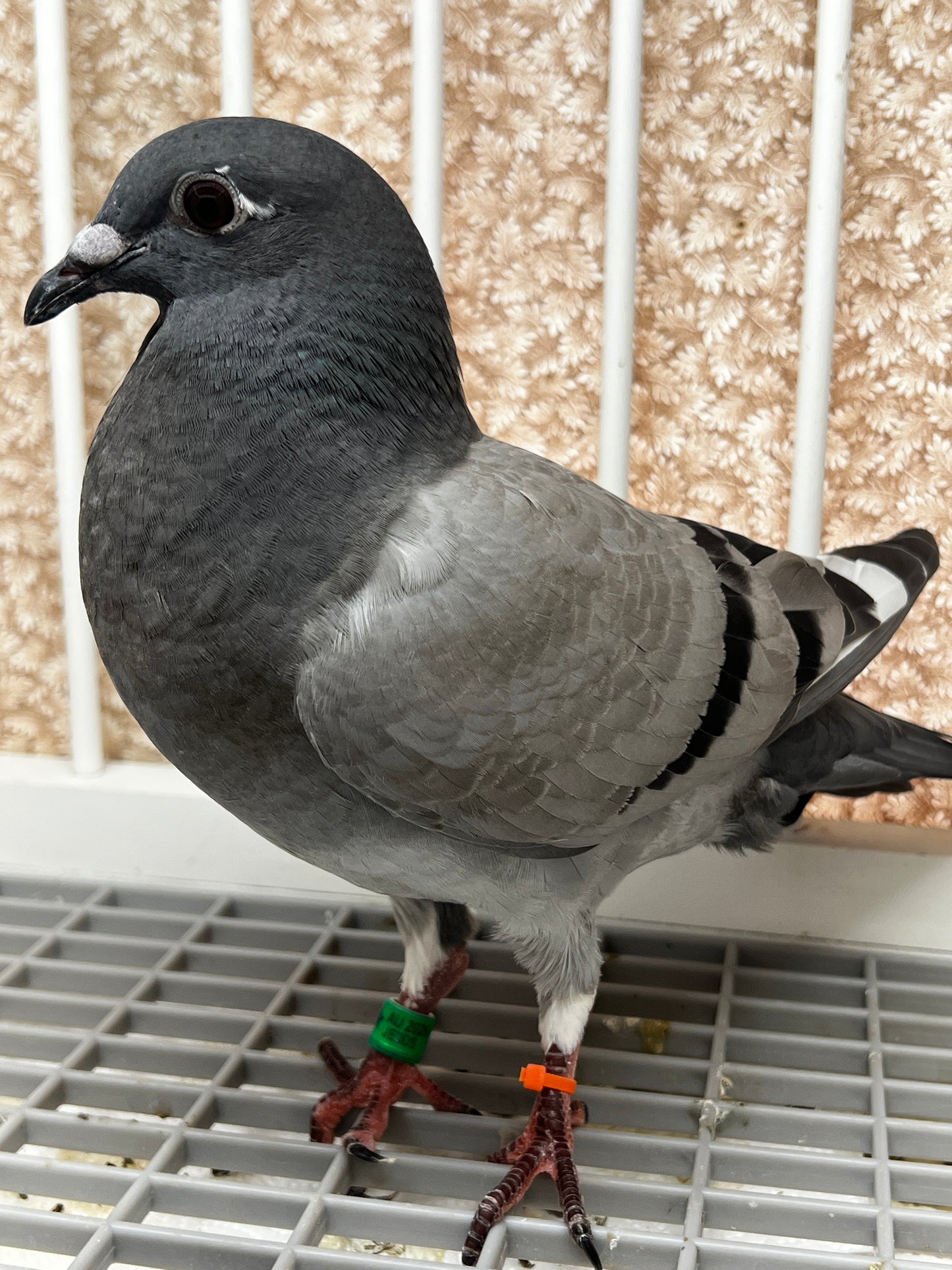 Racing Pigeon (8666)