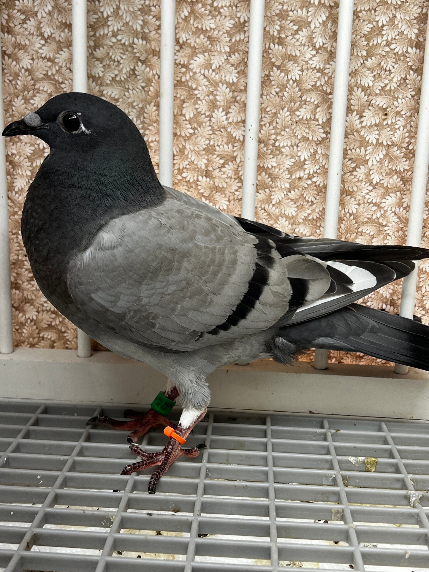 Racing Pigeon (8666)