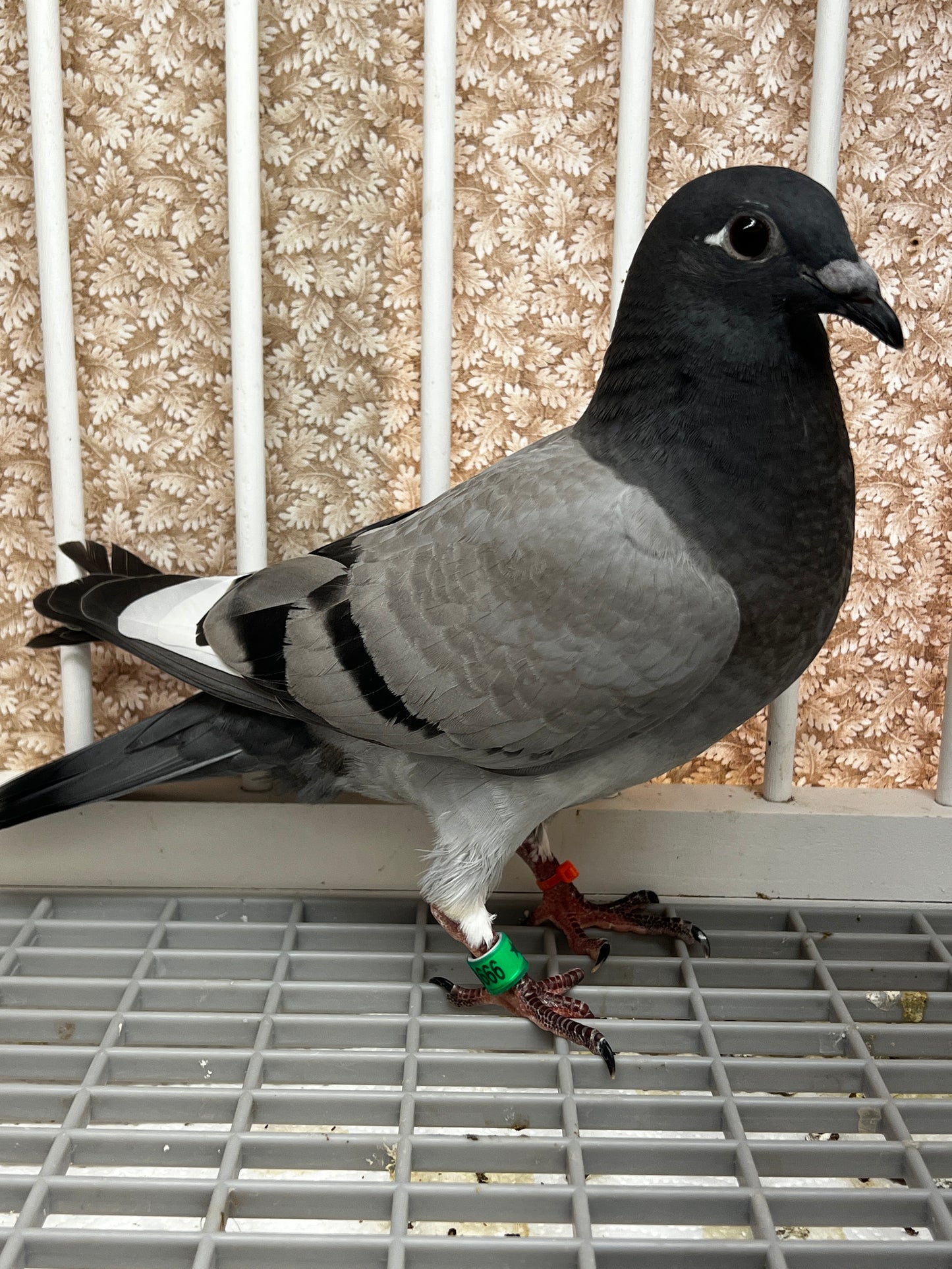 Racing Pigeon (8666)