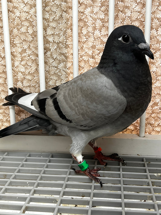 Racing Pigeon (8666)