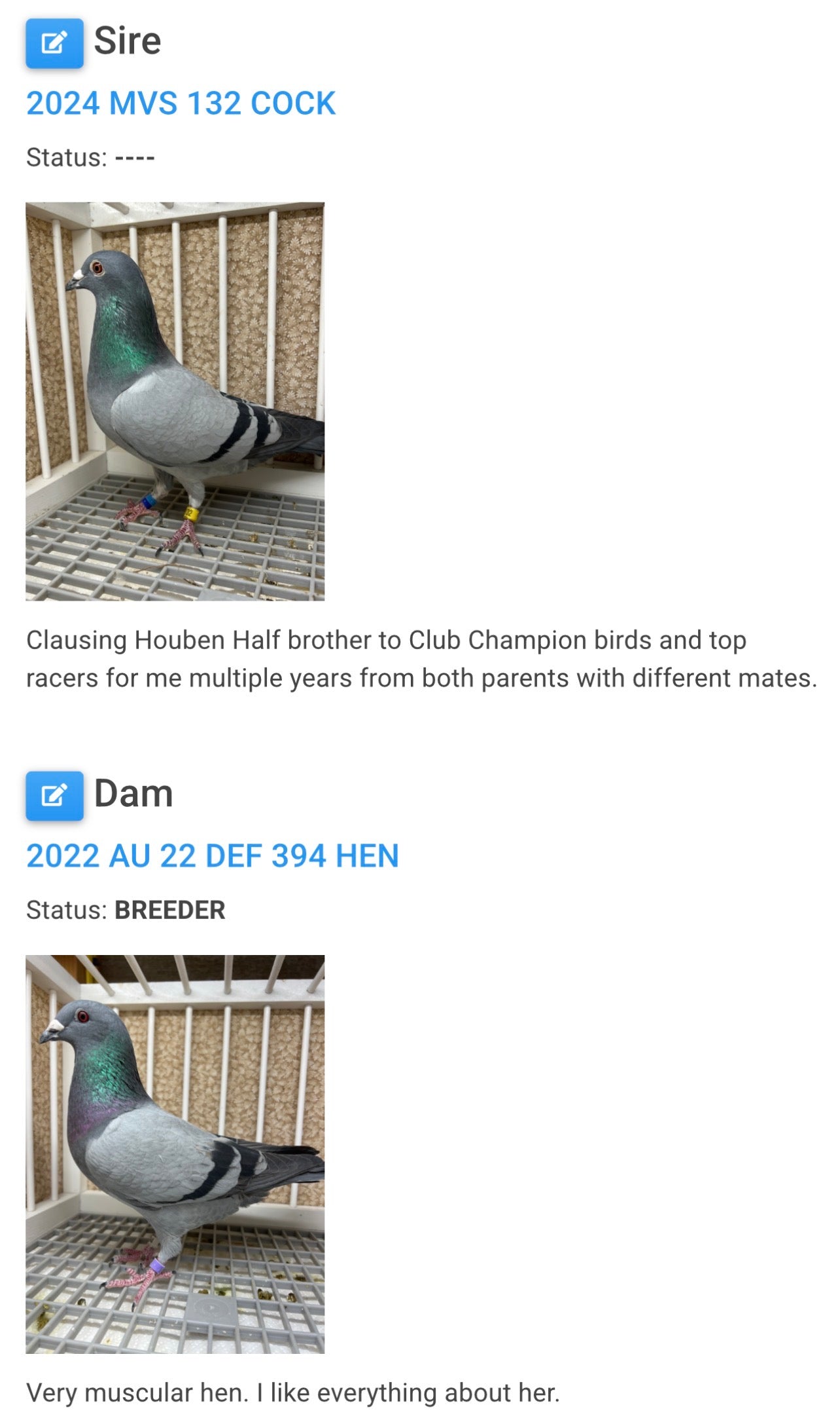 Houben Racing Pigeon (8664)