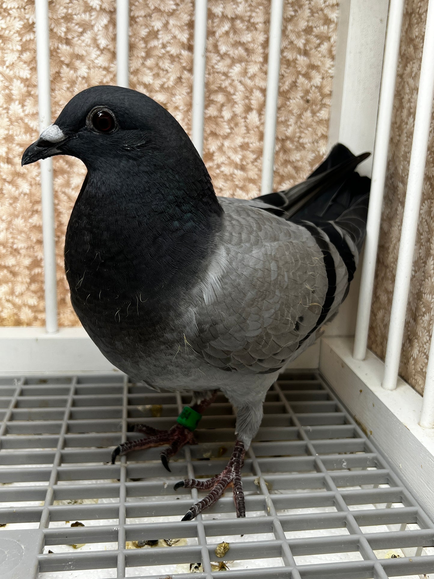 Houben Racing Pigeon (8664)