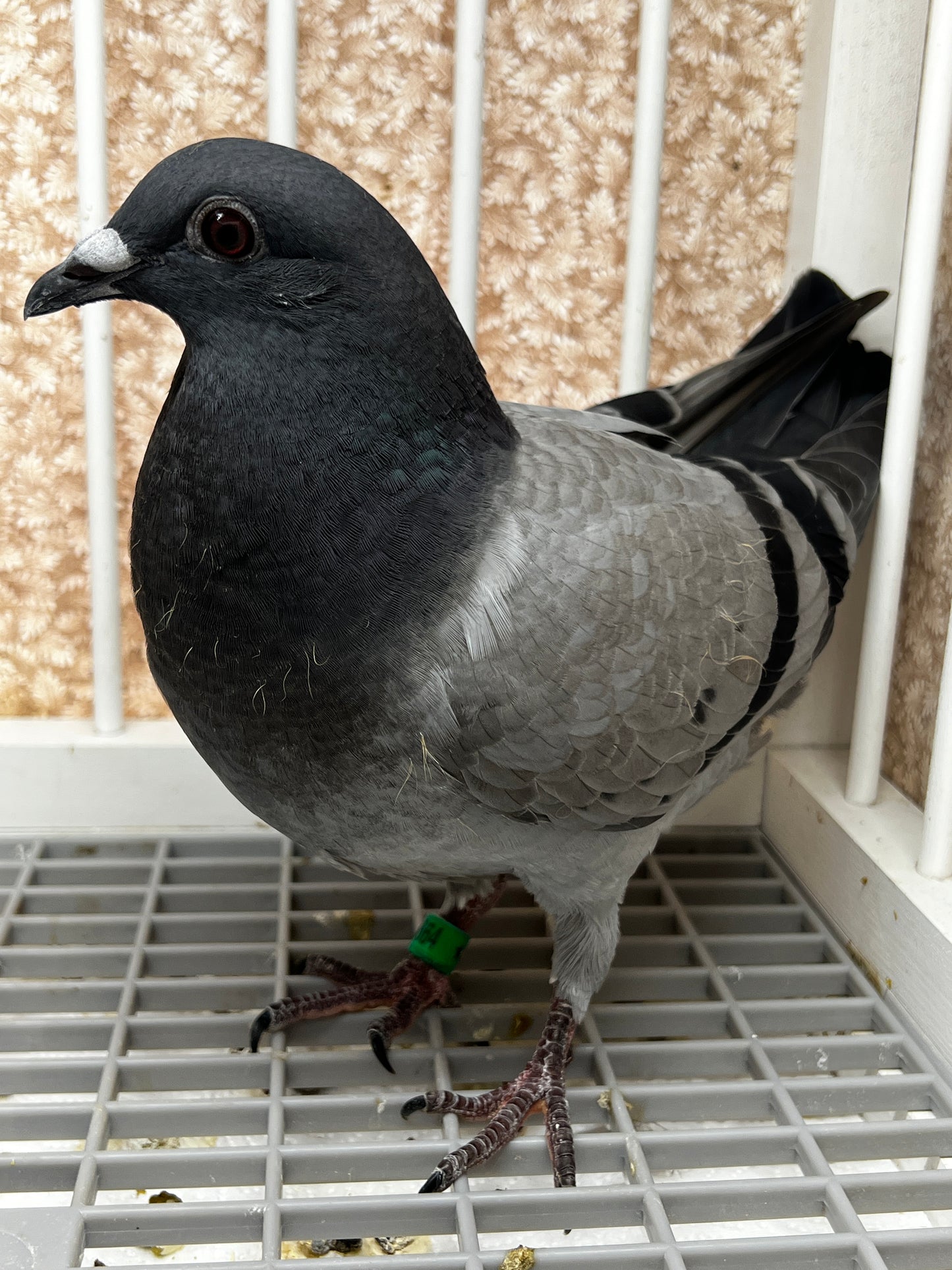 Houben Racing Pigeon (8664)