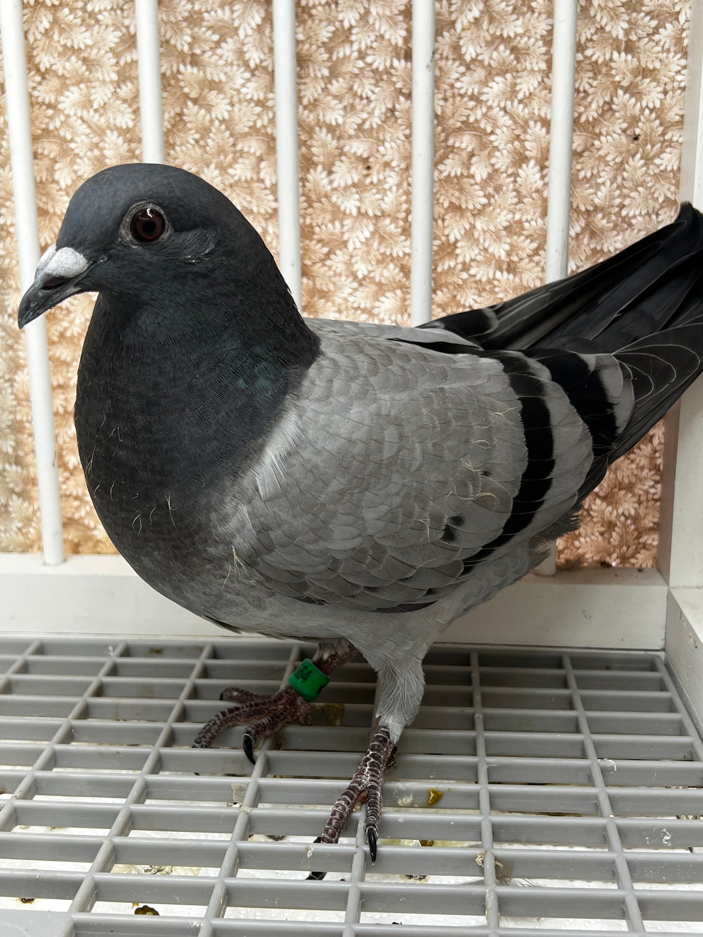 Houben Racing Pigeon (8664)