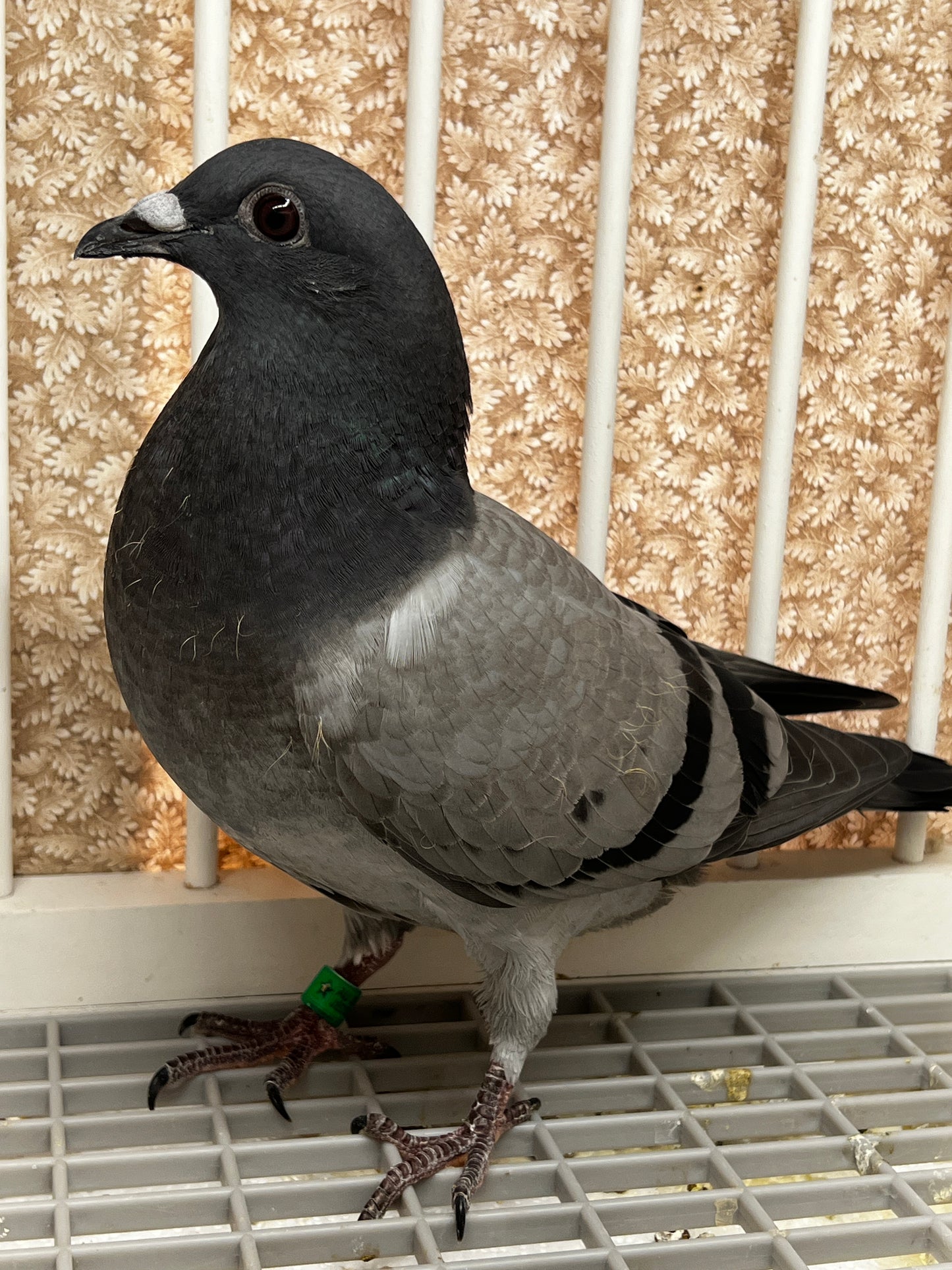 Houben Racing Pigeon (8664)