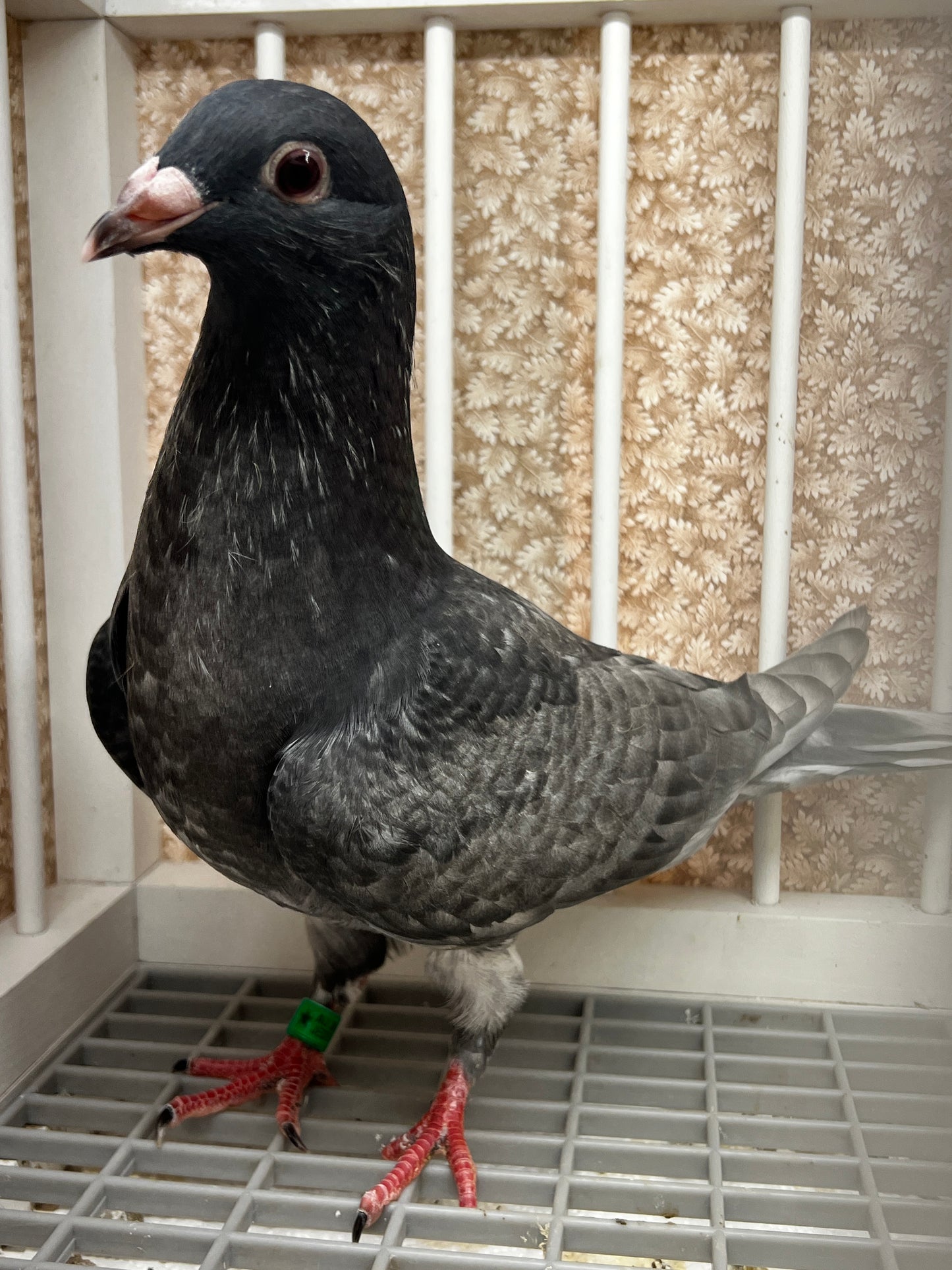 Racing Pigeon (GRPC 8667)