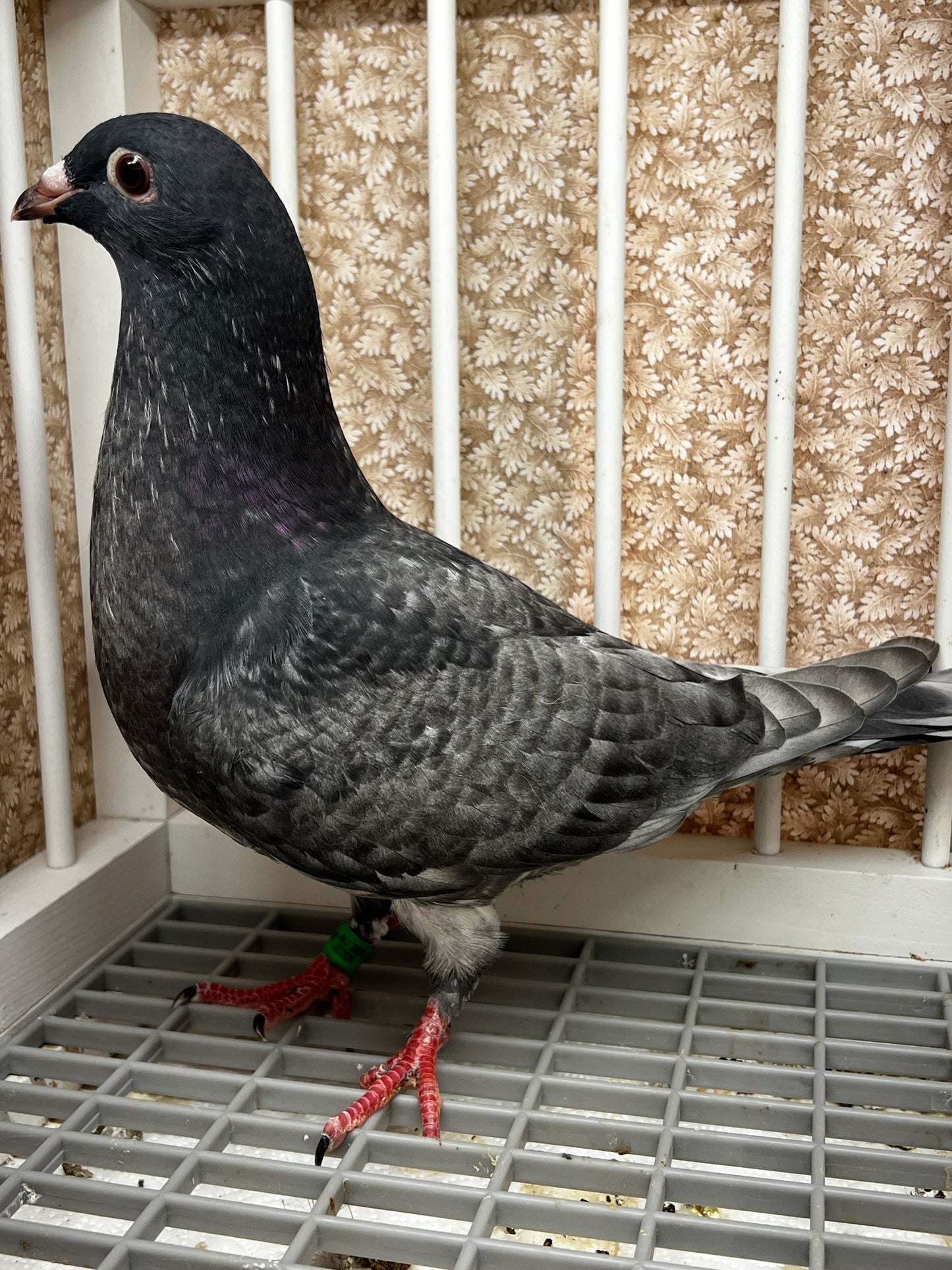 Racing Pigeon (GRPC 8667)
