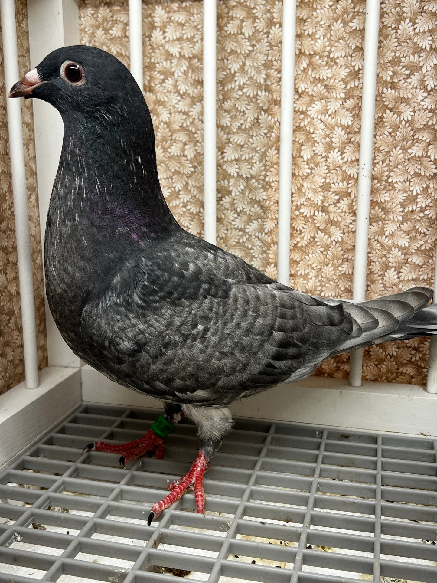 Racing Pigeon (GRPC 8667)