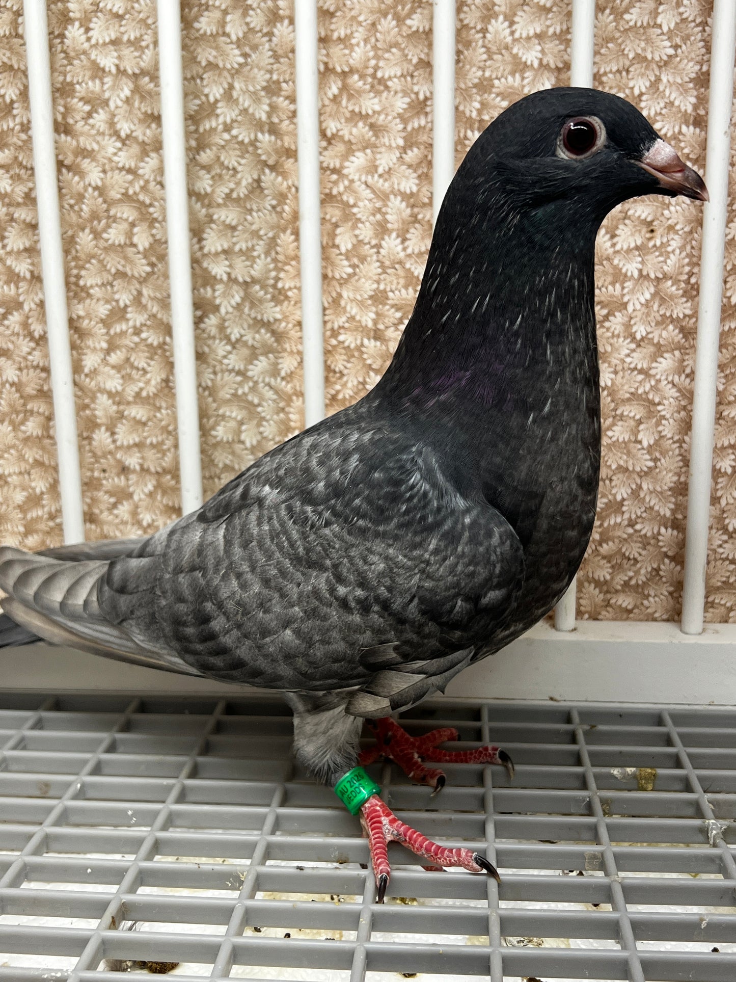 Racing Pigeon (GRPC 8667)