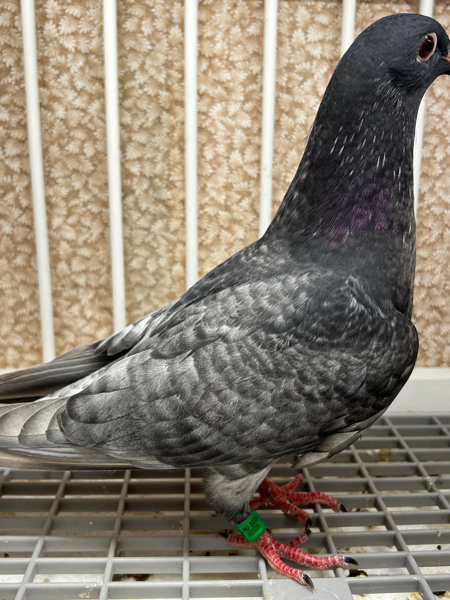 Racing Pigeon (GRPC 8667)