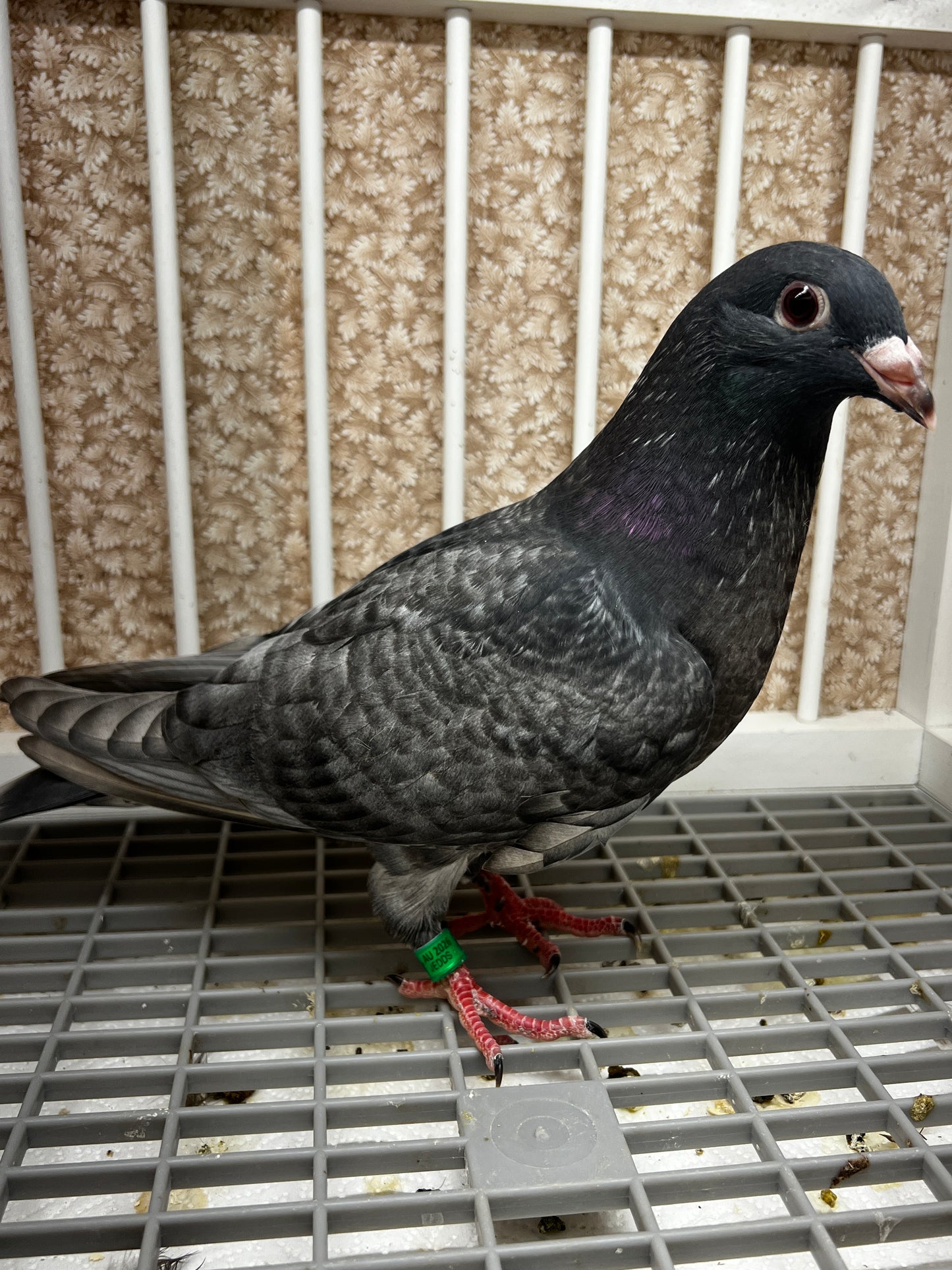 Racing Pigeon (GRPC 8667)