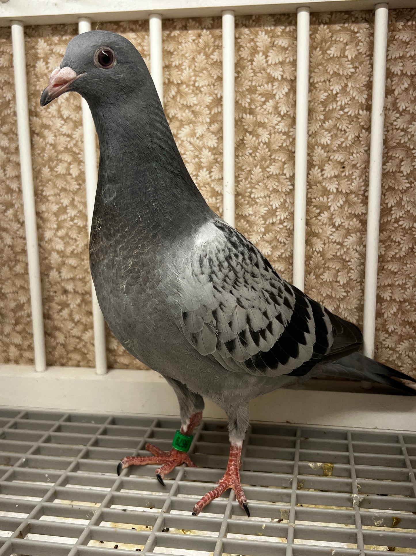 Racing Pigeon (8679)