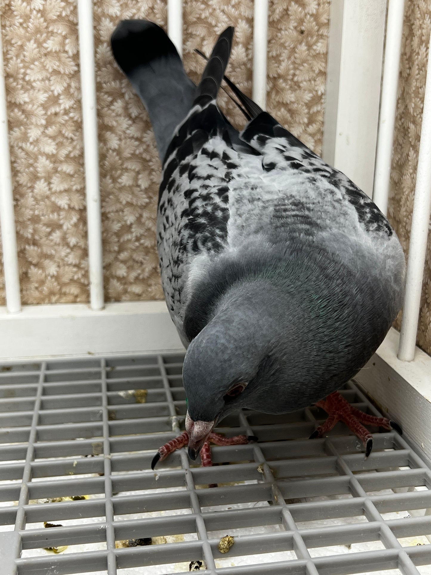 Racing Pigeon (8679)