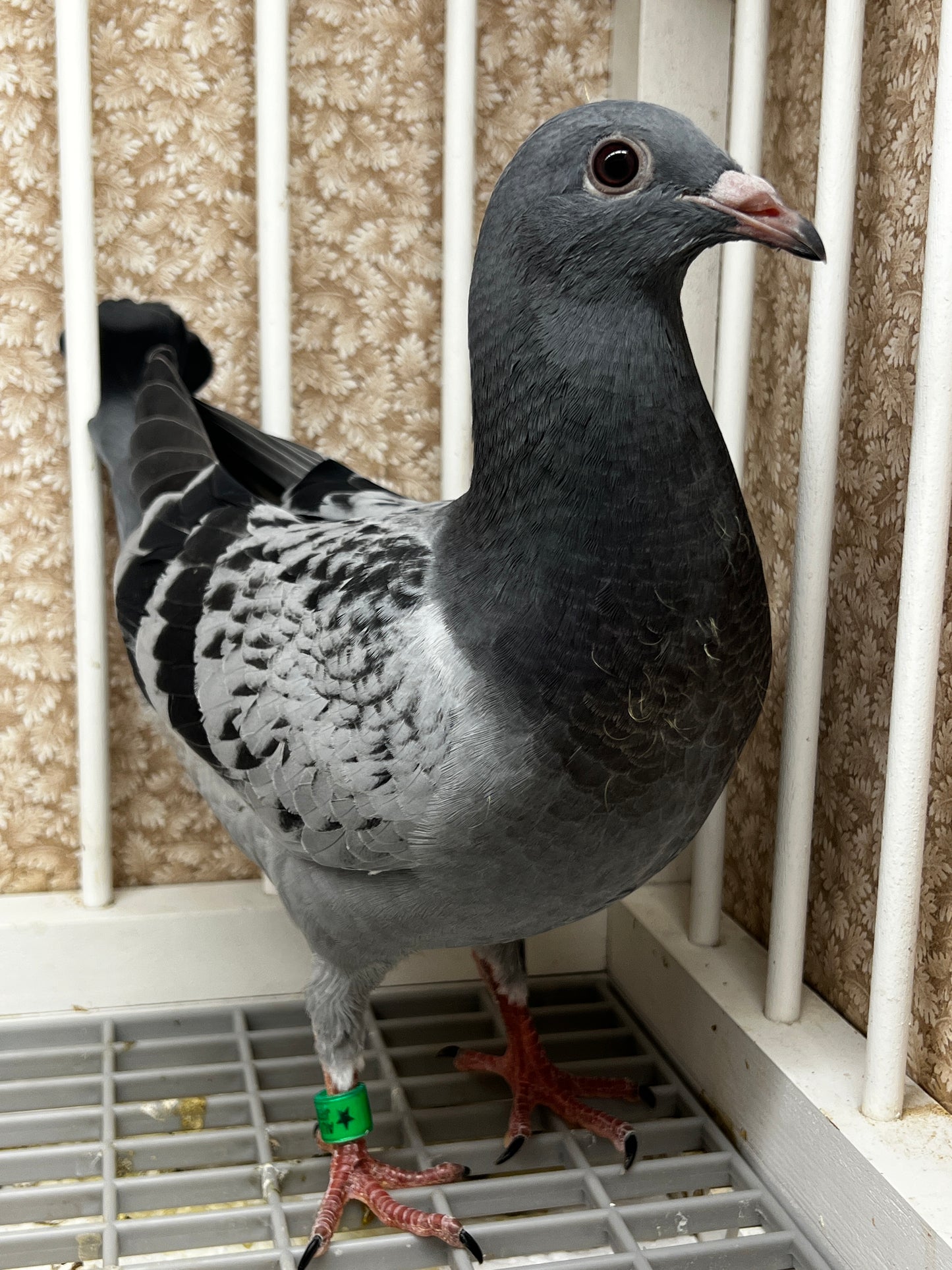Racing Pigeon (8679)