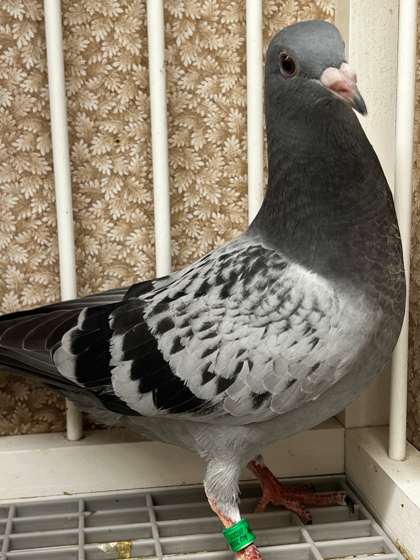 Racing Pigeon (8679)