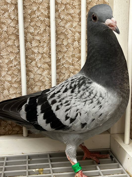 Racing Pigeon (8679)