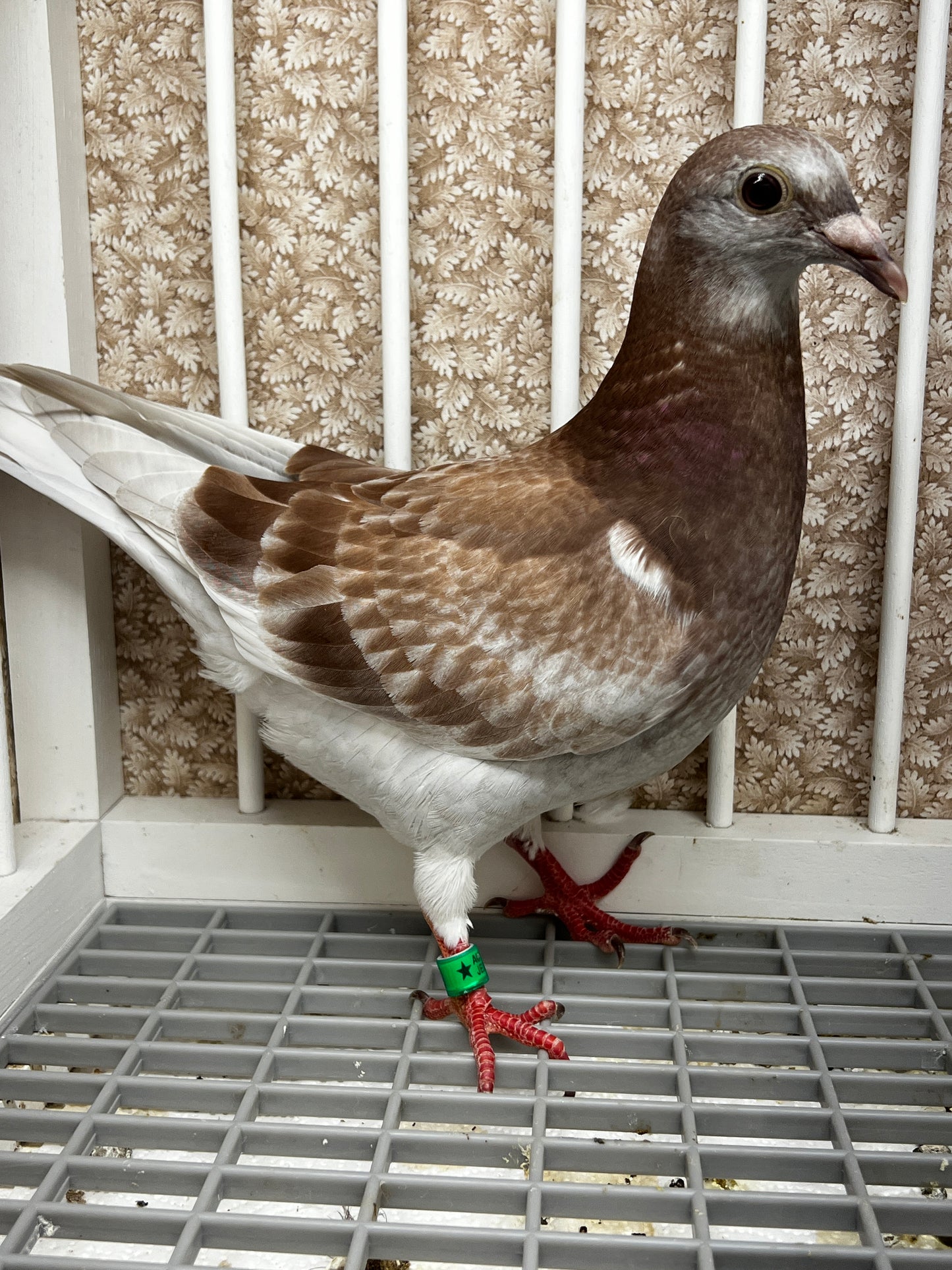 2025 Racing pigeon (8660)