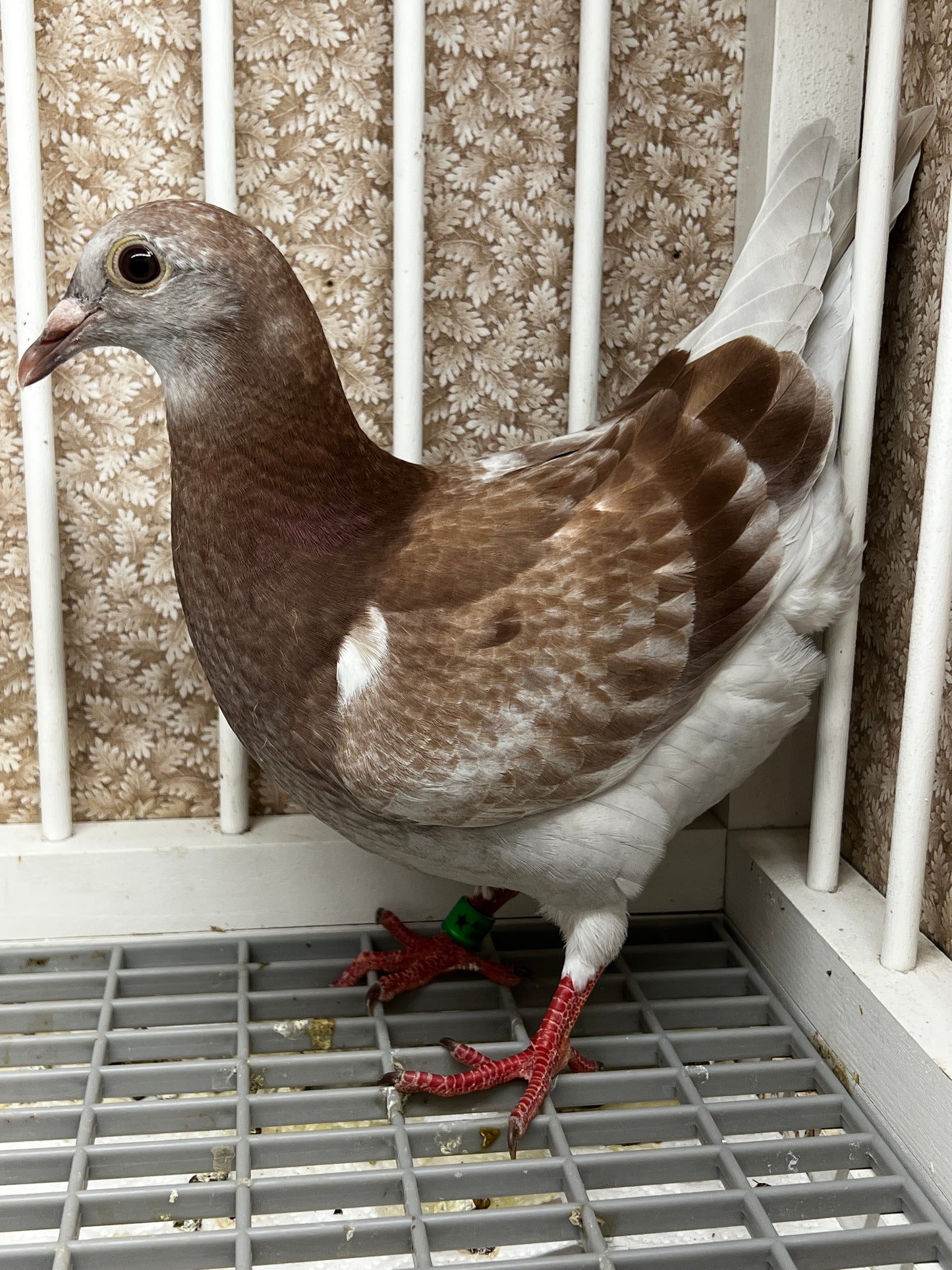 2025 Racing pigeon (8660)